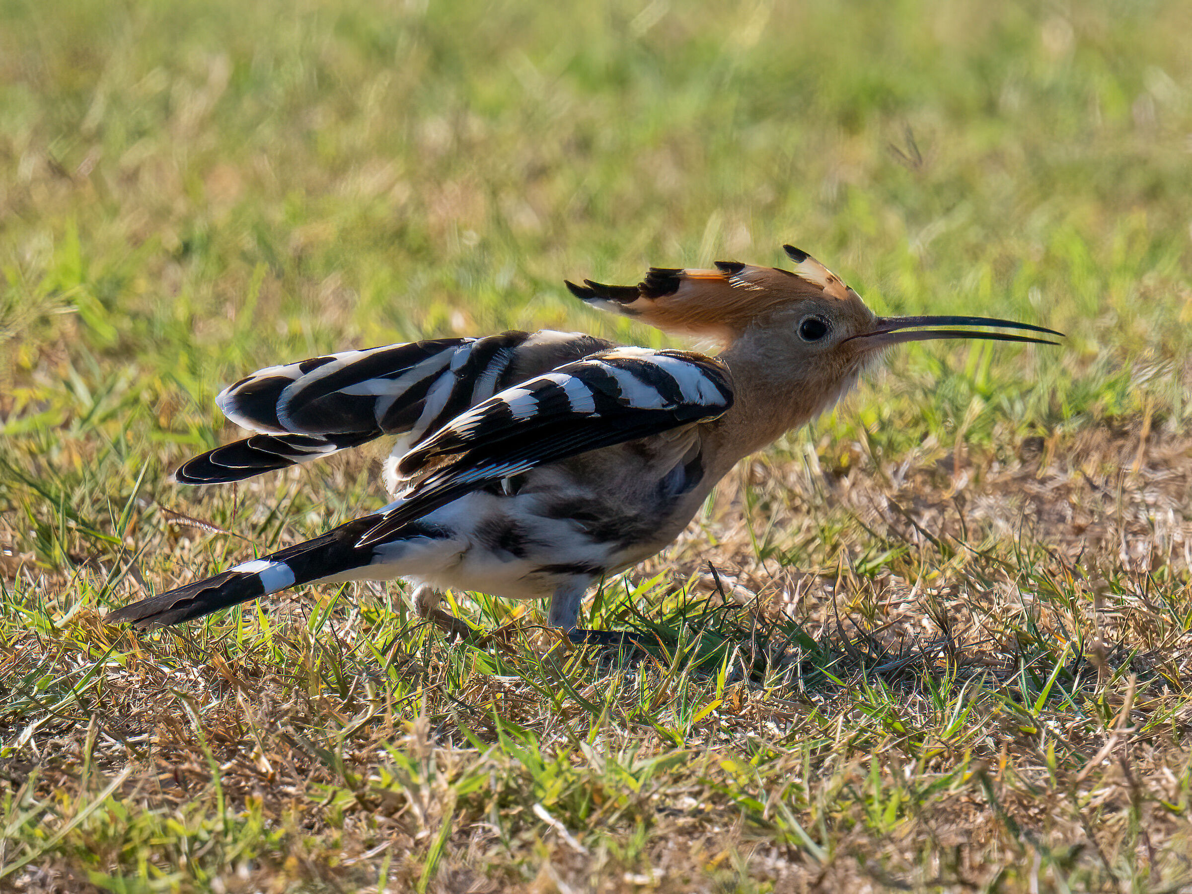Hoopoe