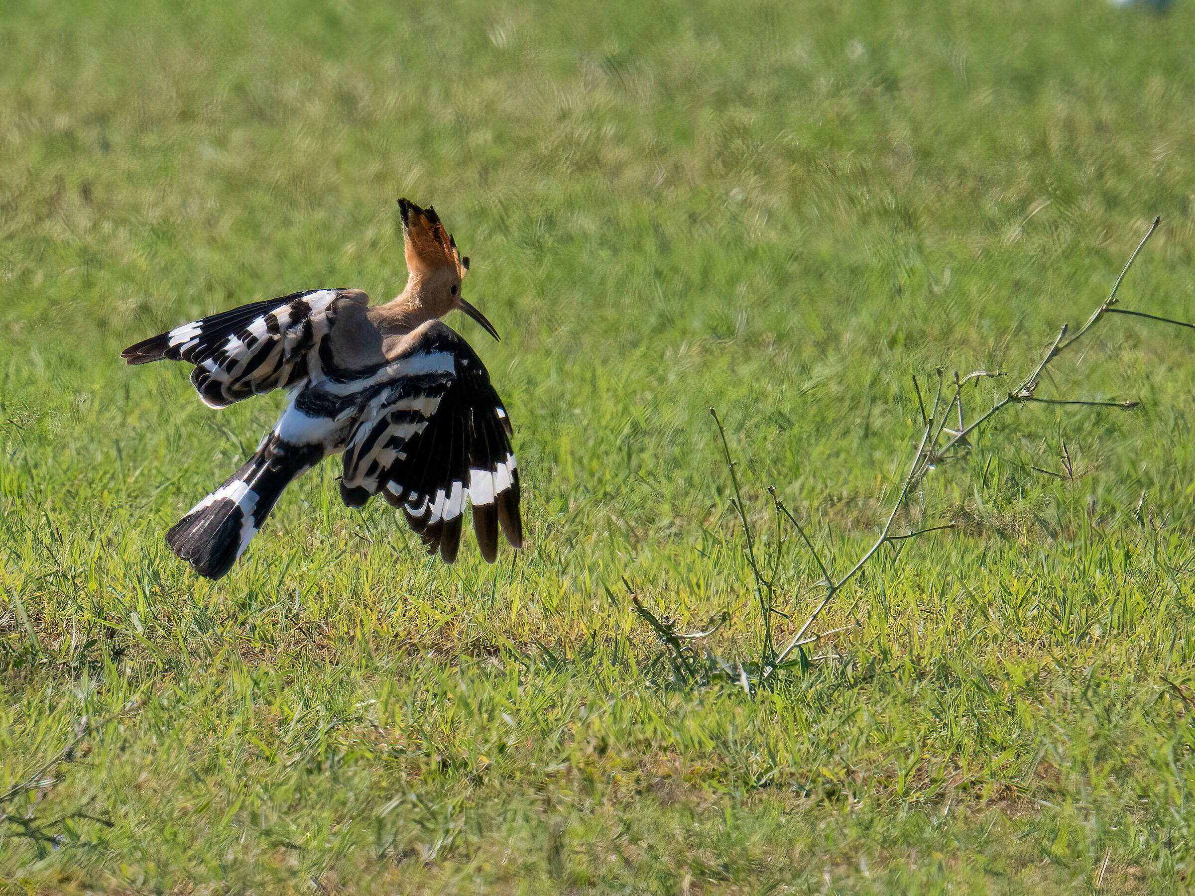 Hoopoe