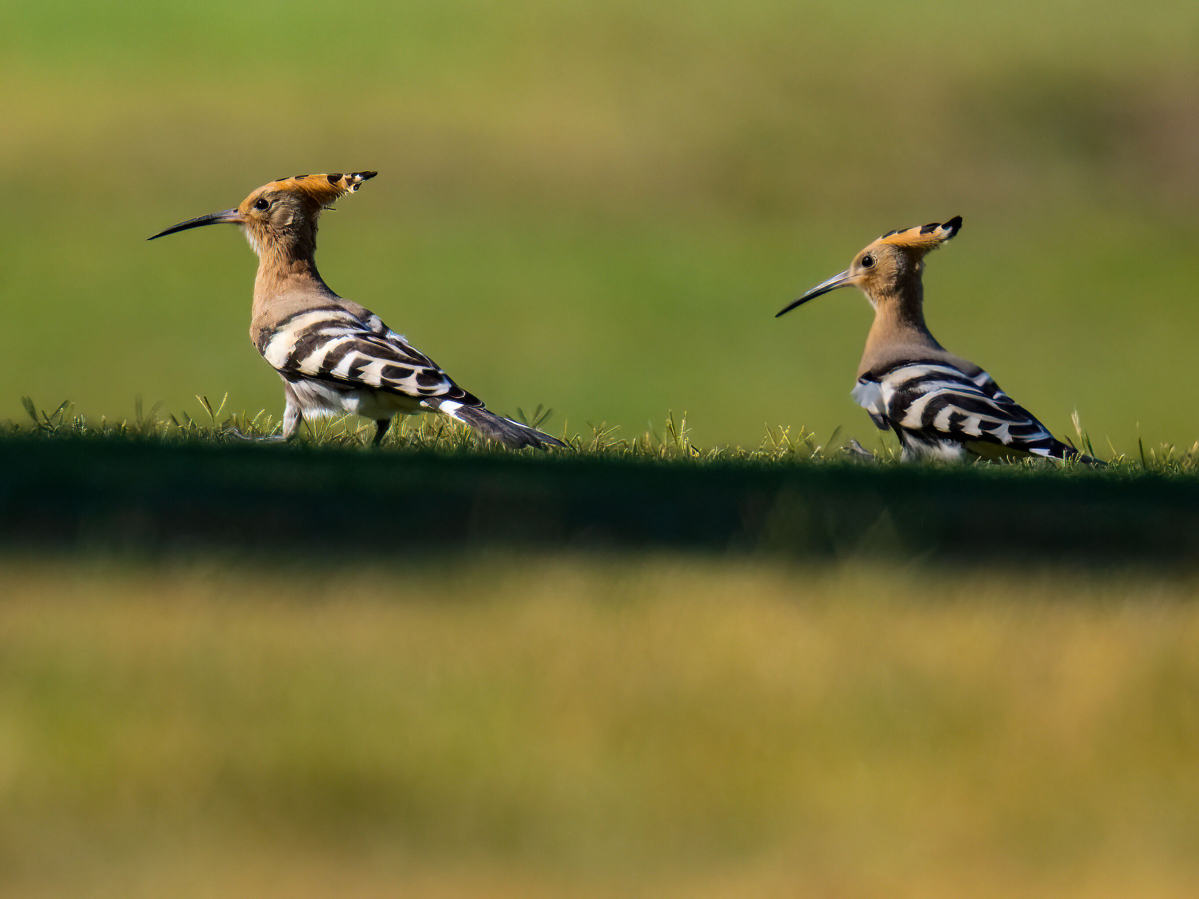 Pair of hoopoes