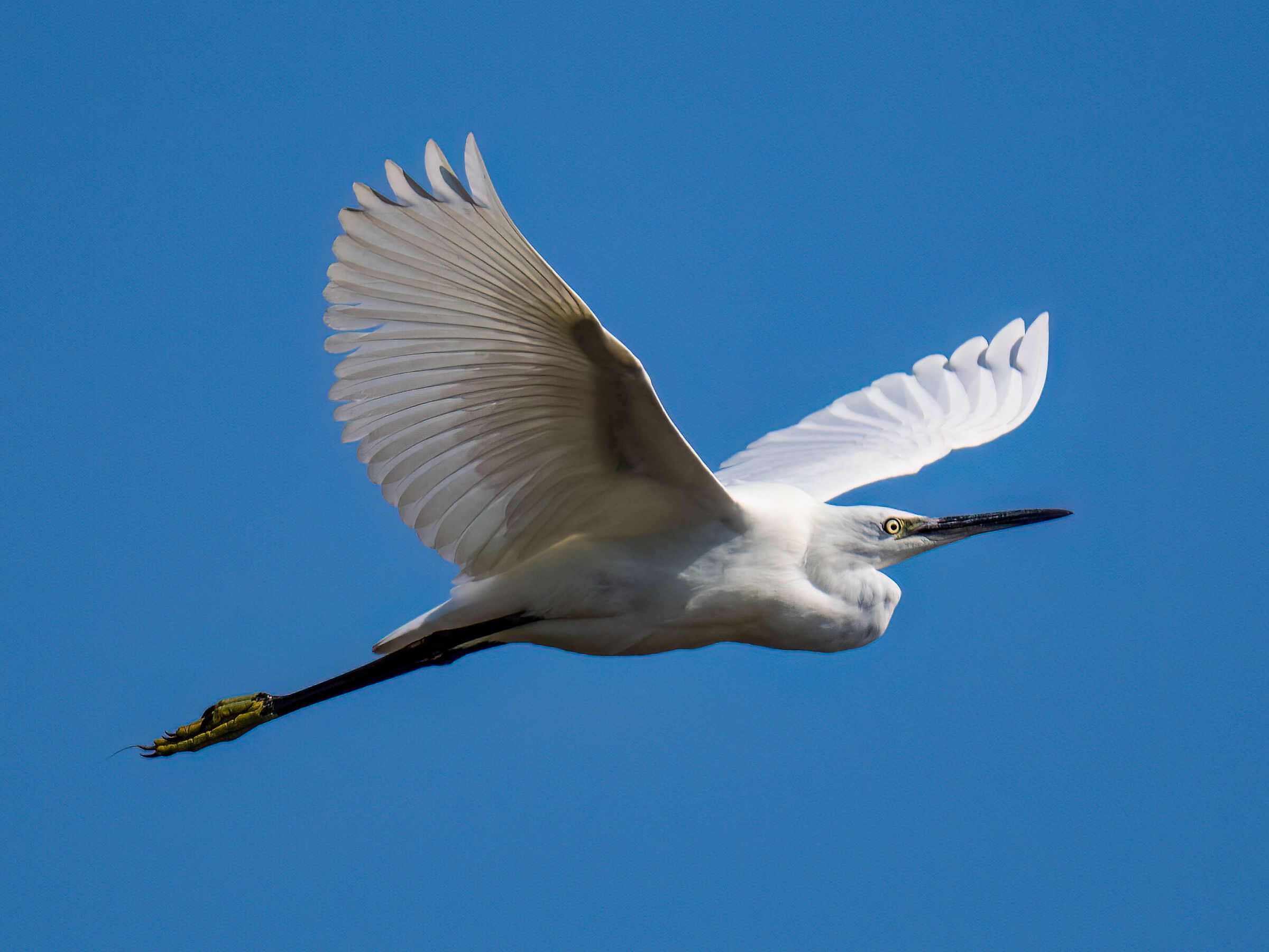 Egretta garzetta