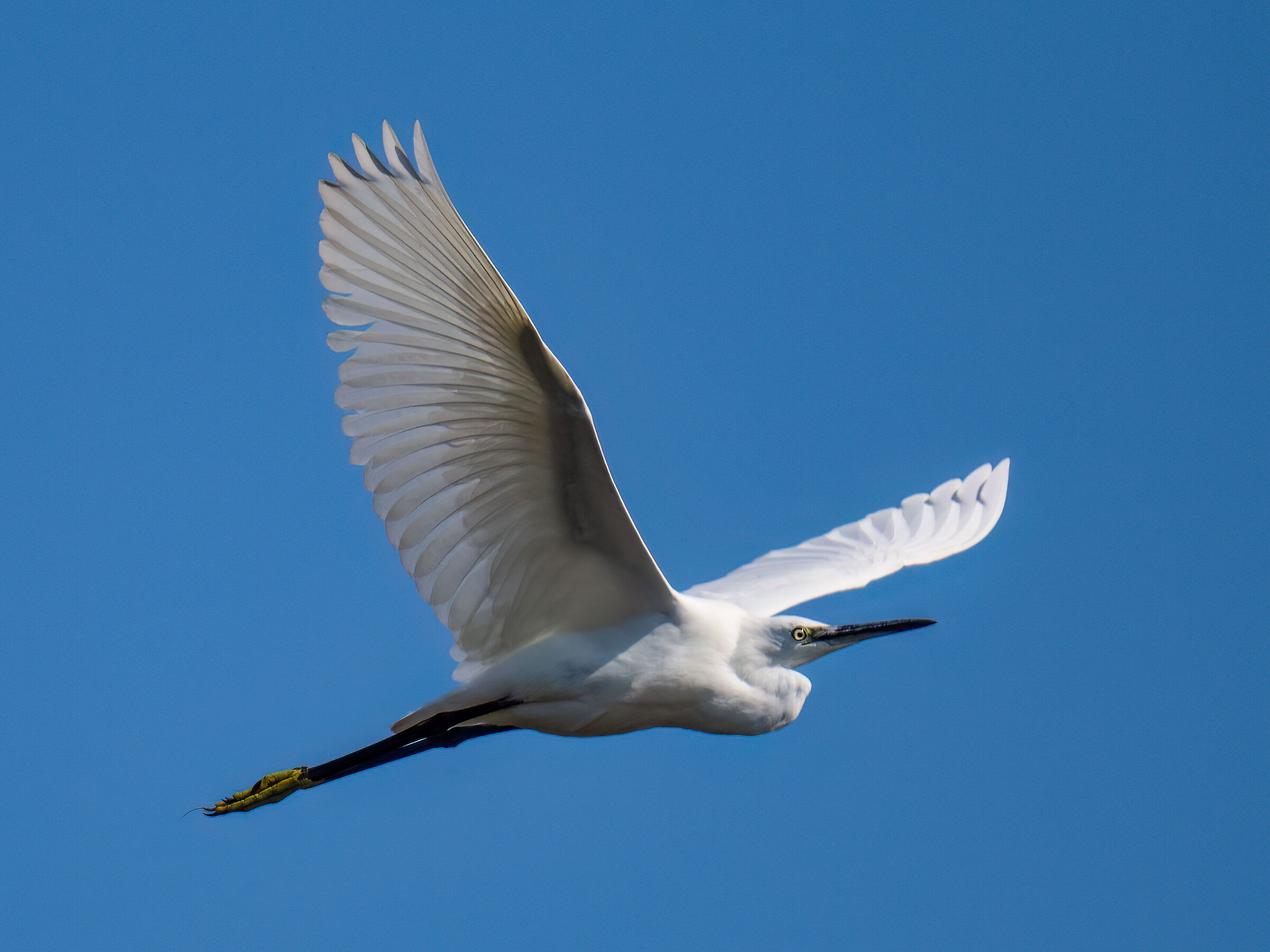 Egretta garzetta