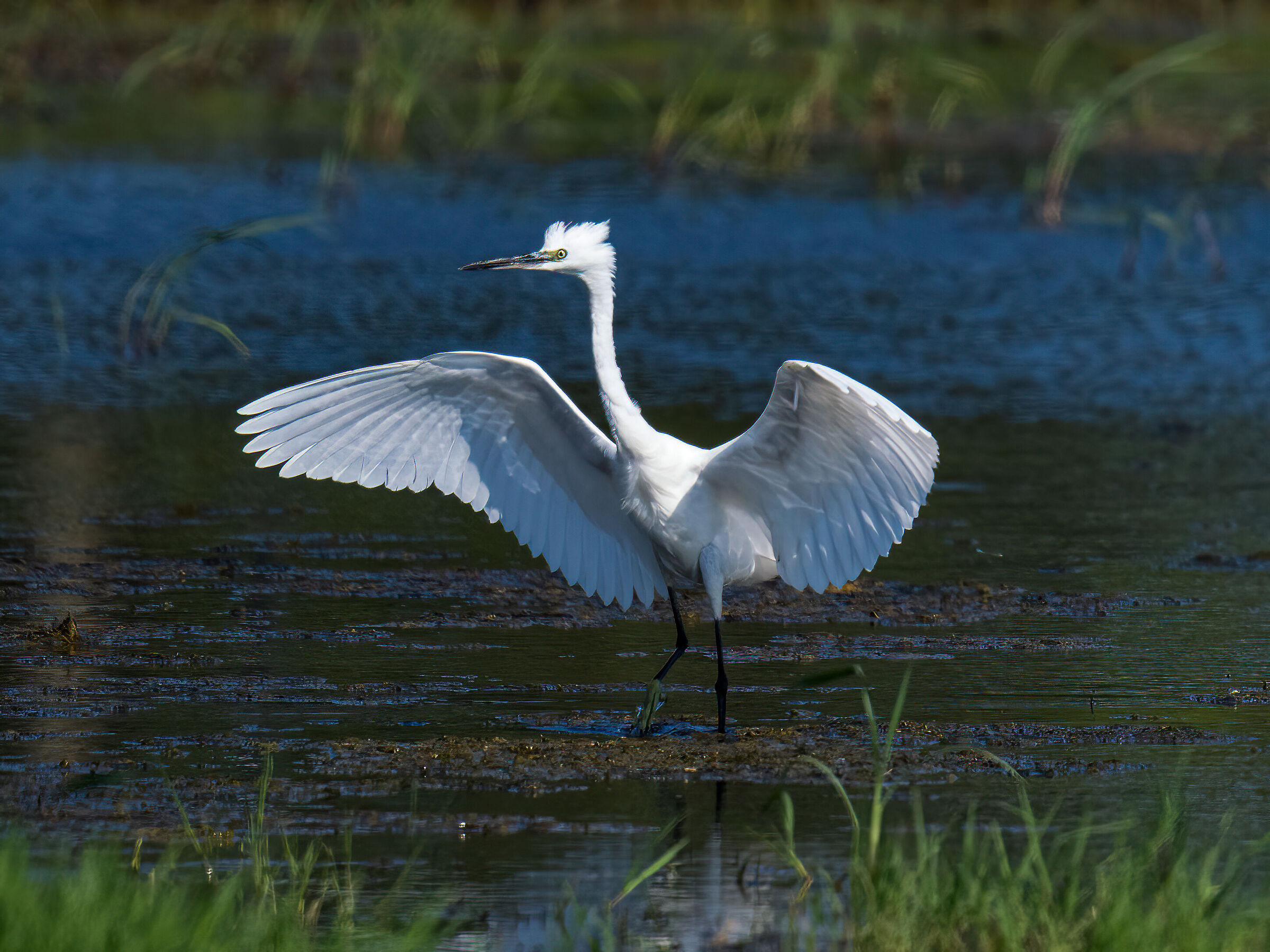 Egretta garzetta
