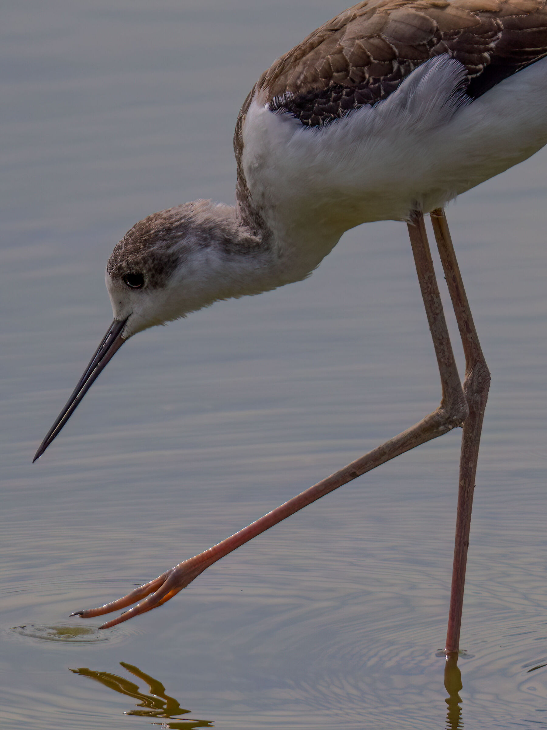 Young Knight of Italy