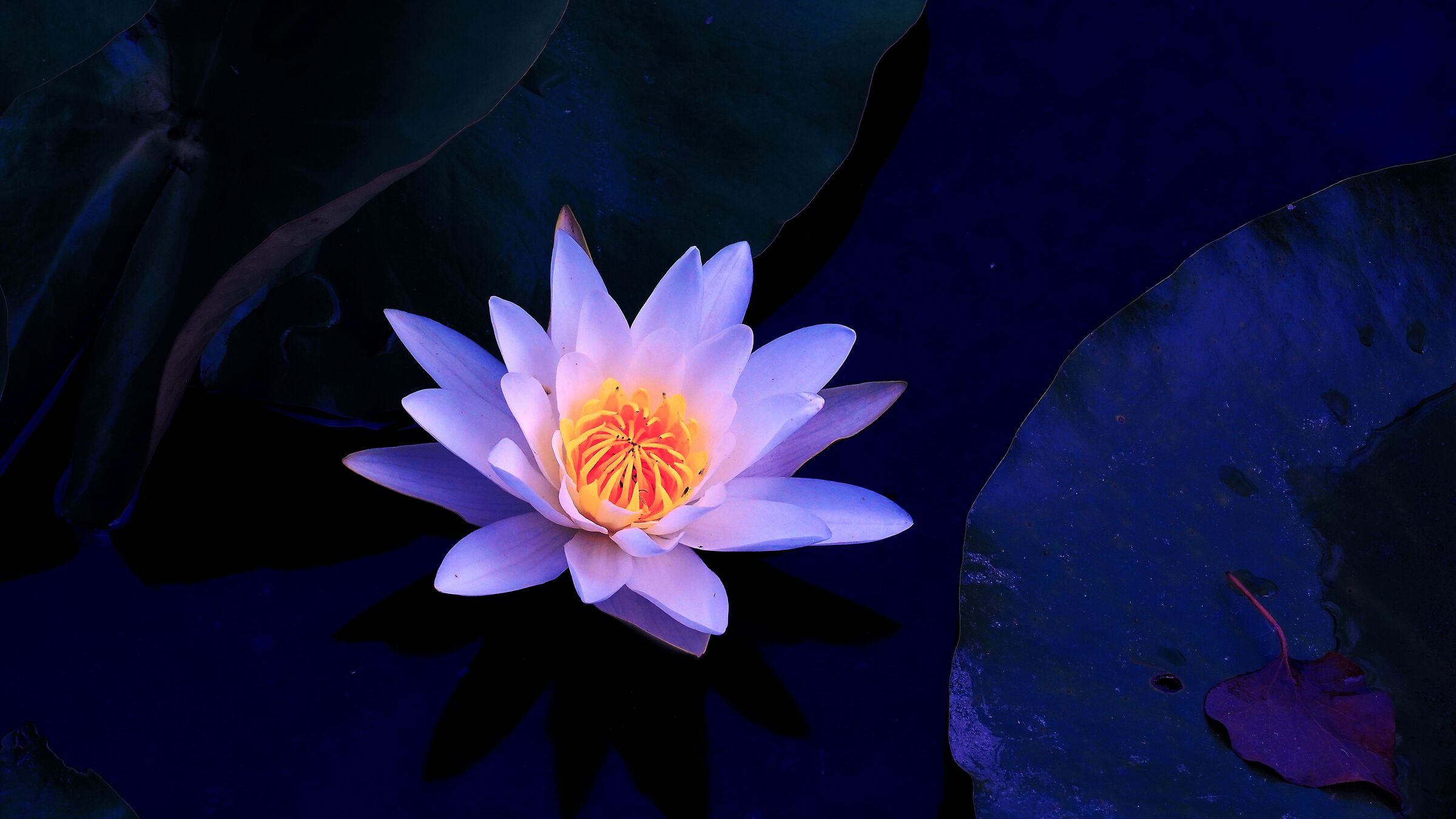 Water lily