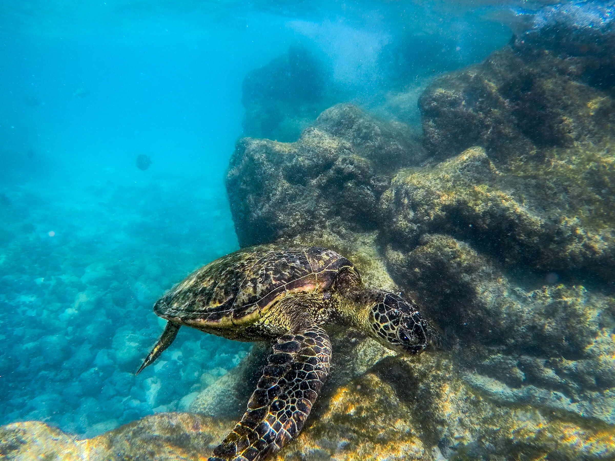 Green Seaturtle