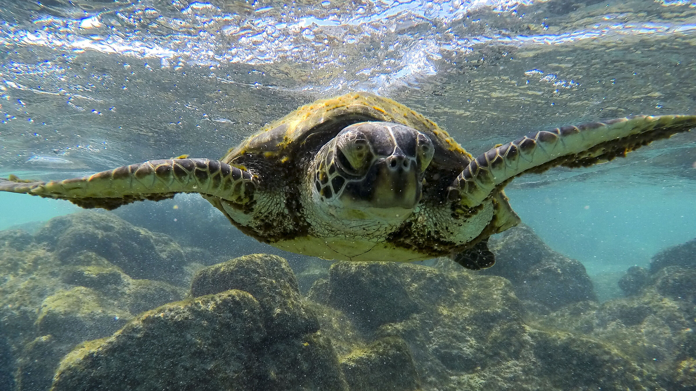 Green Seaturtle