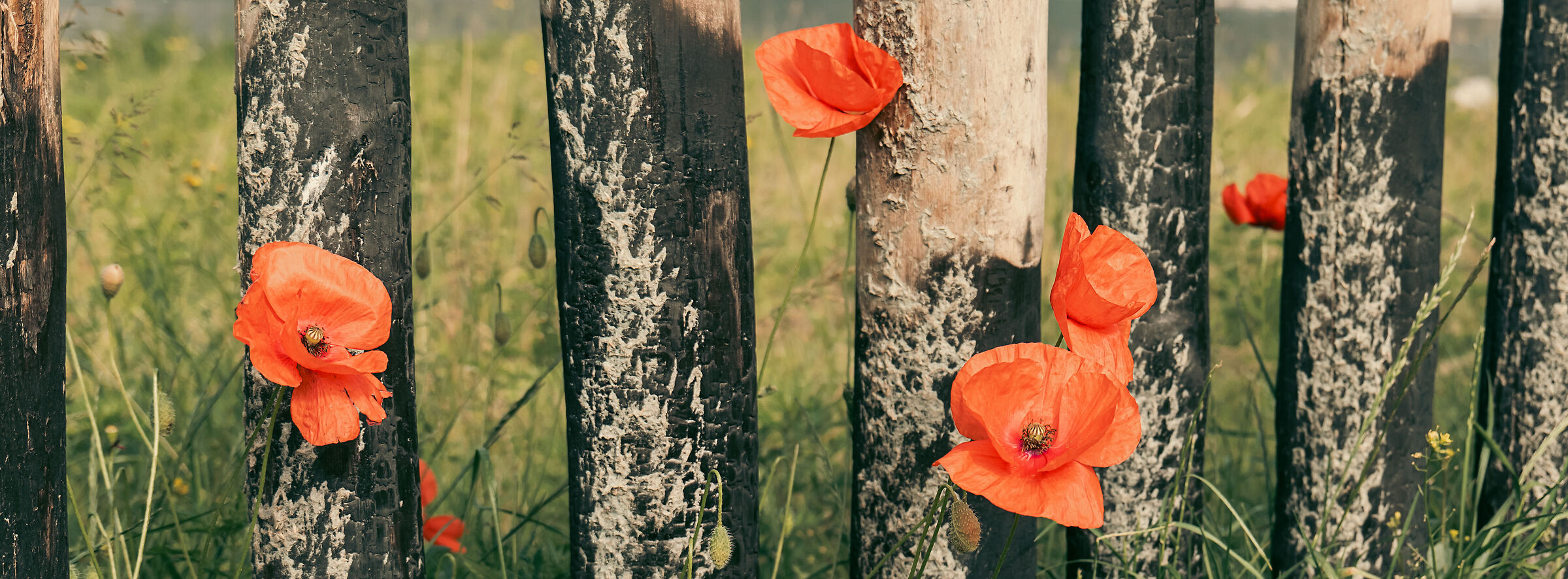 Poppies and logs