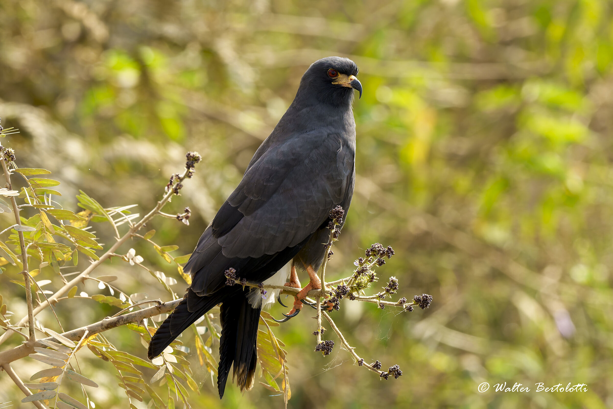 nibbio chioccioliere