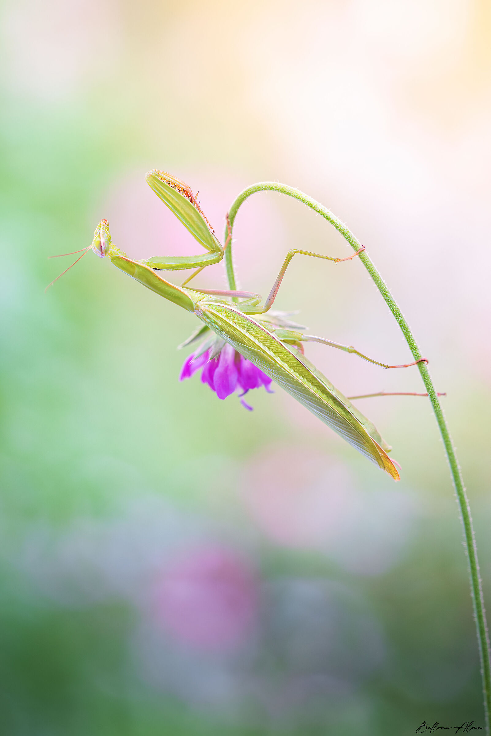 Mantis religiosa