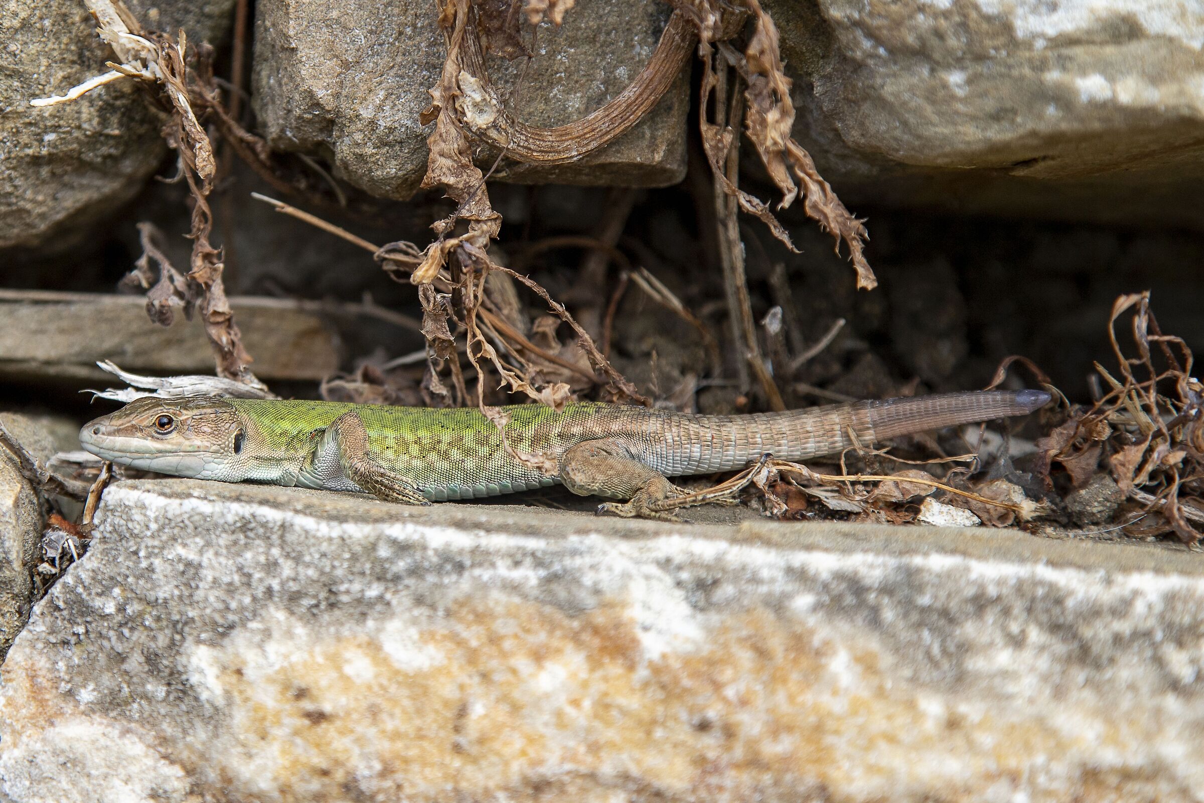 Lizard