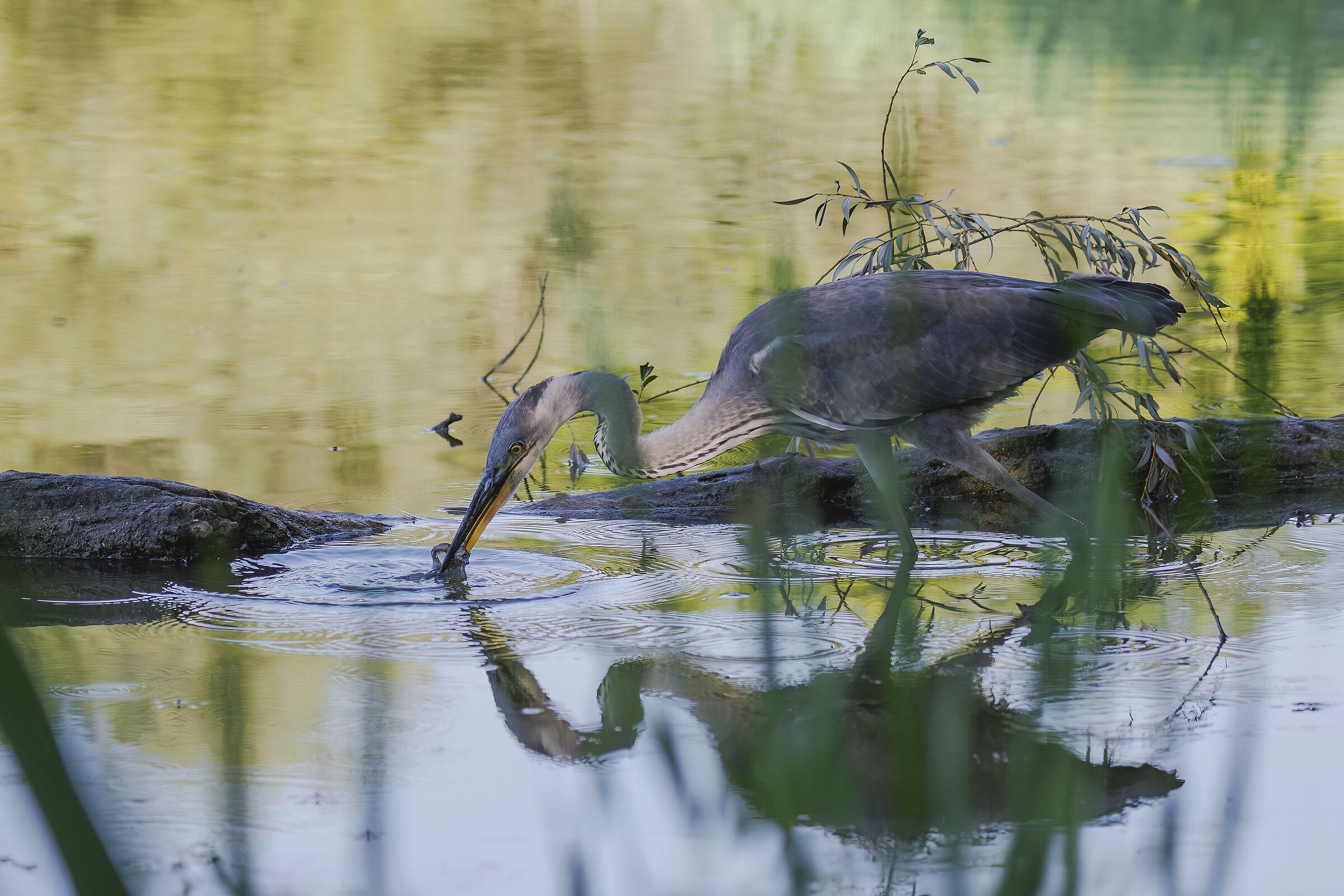 Young Grey Fishing