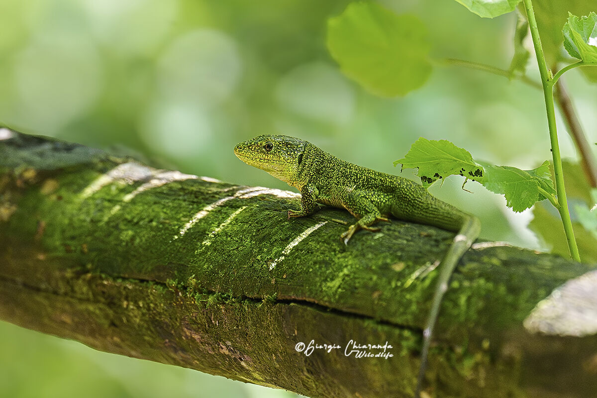 L'occhio del drago (Ramarro orientale-Lacerta viridis)