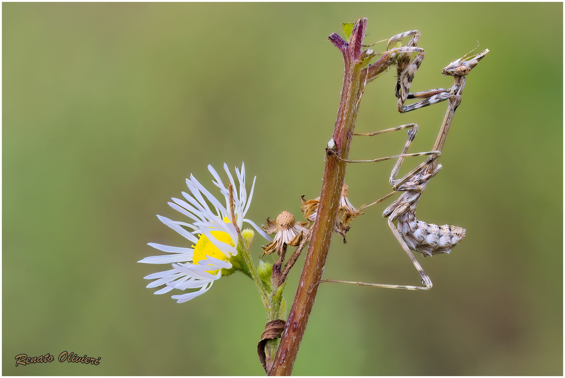 Mantide diavoletto (Empusa pennata )