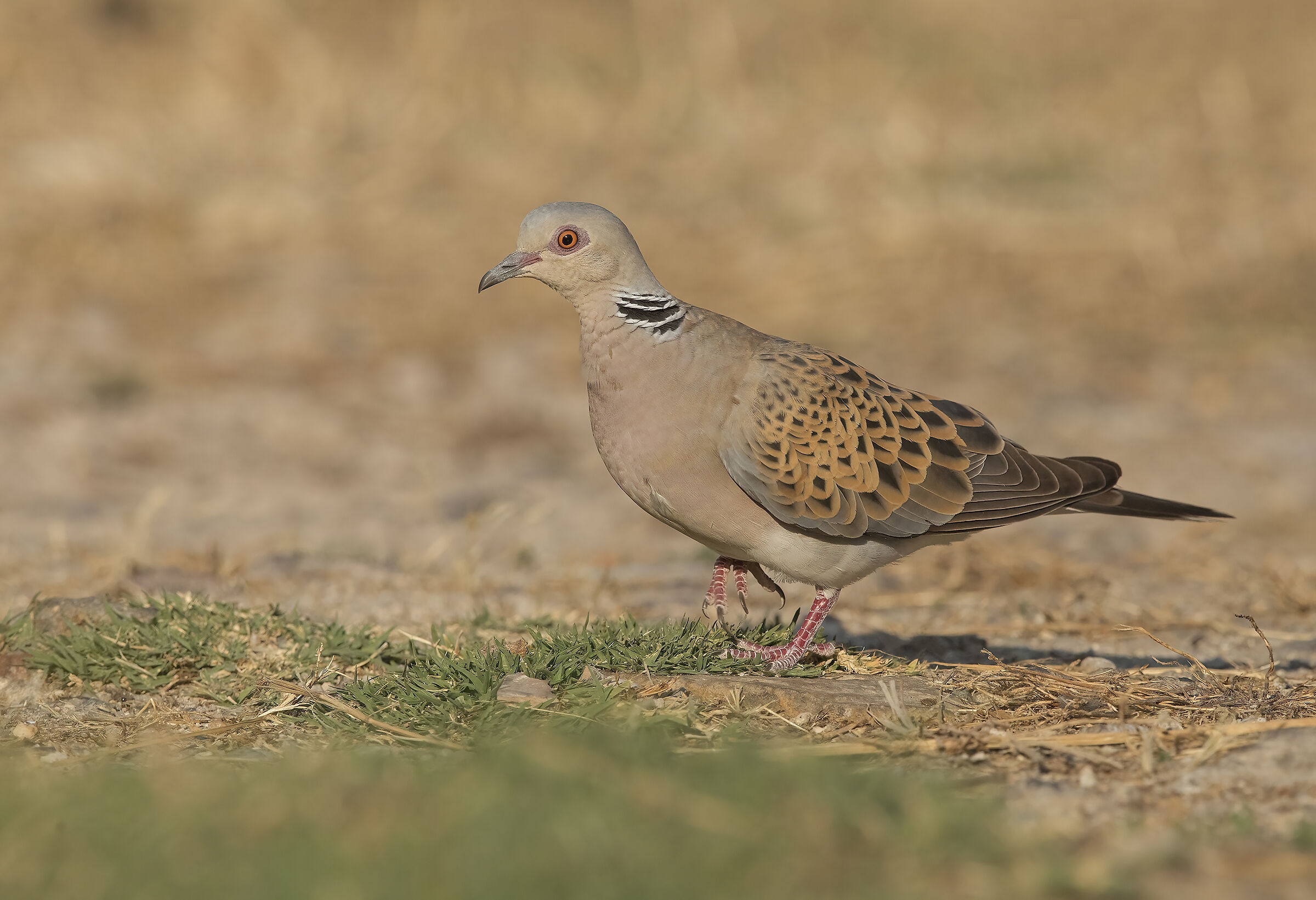 tortora selvatica (streptopelia turtur)