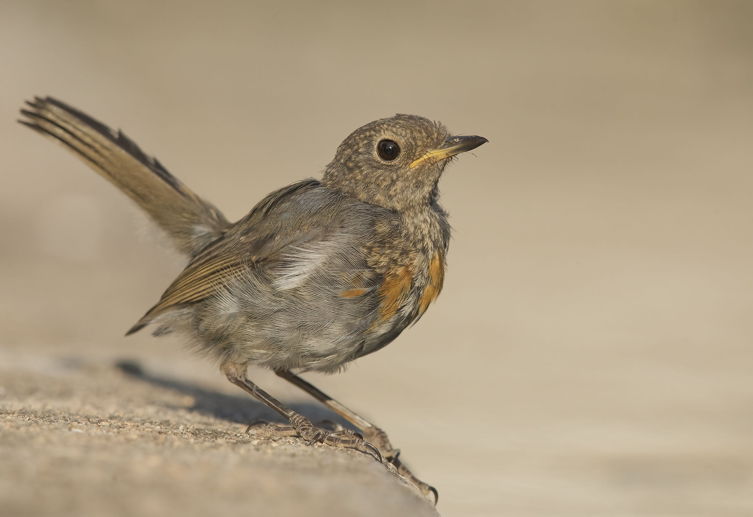 giovanotto...presumo pettirosso(erithacus rubecula)