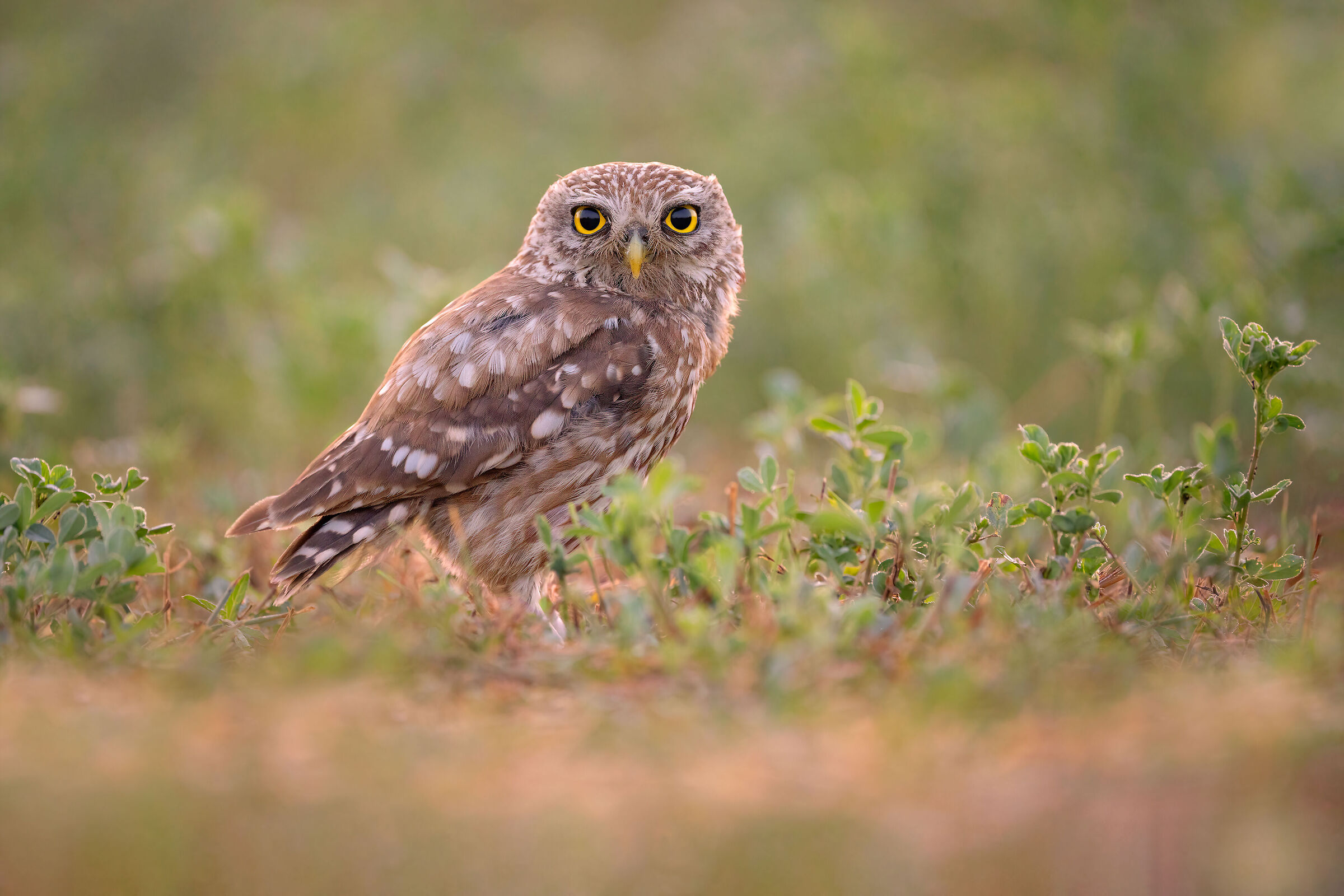 OWL