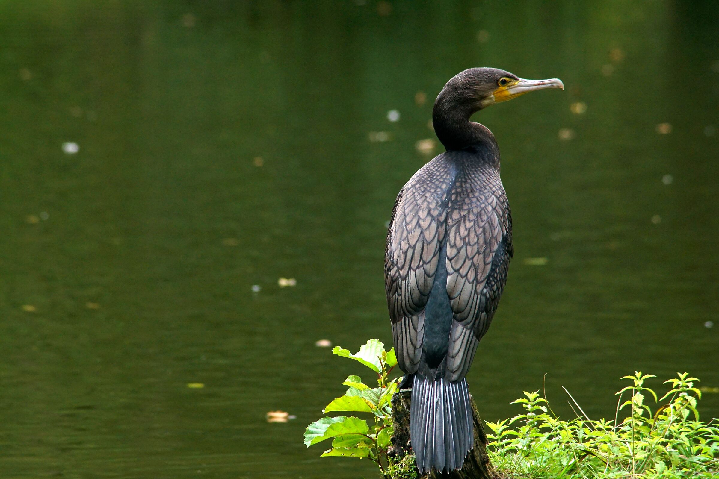 Cormorano