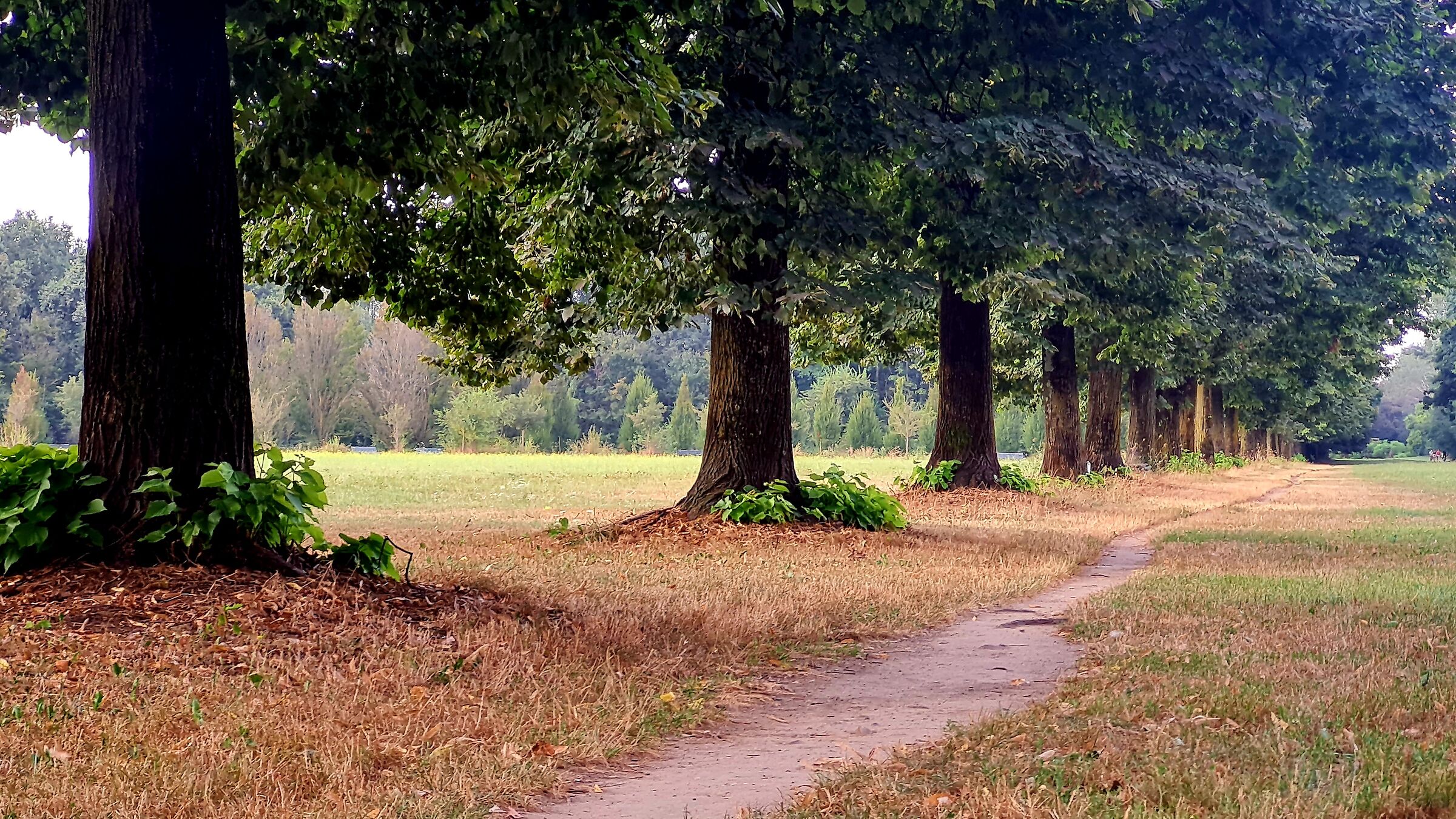 Sentiero  al parco Nord (milano)