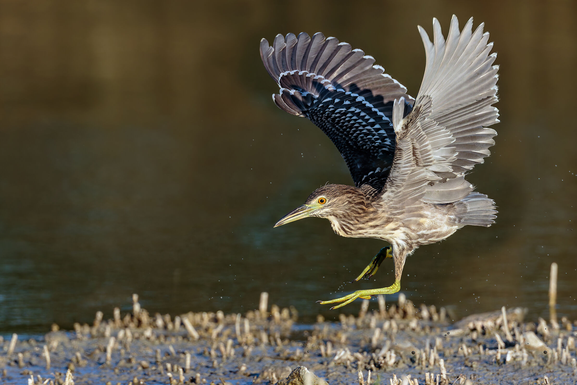 Night Heron juv.