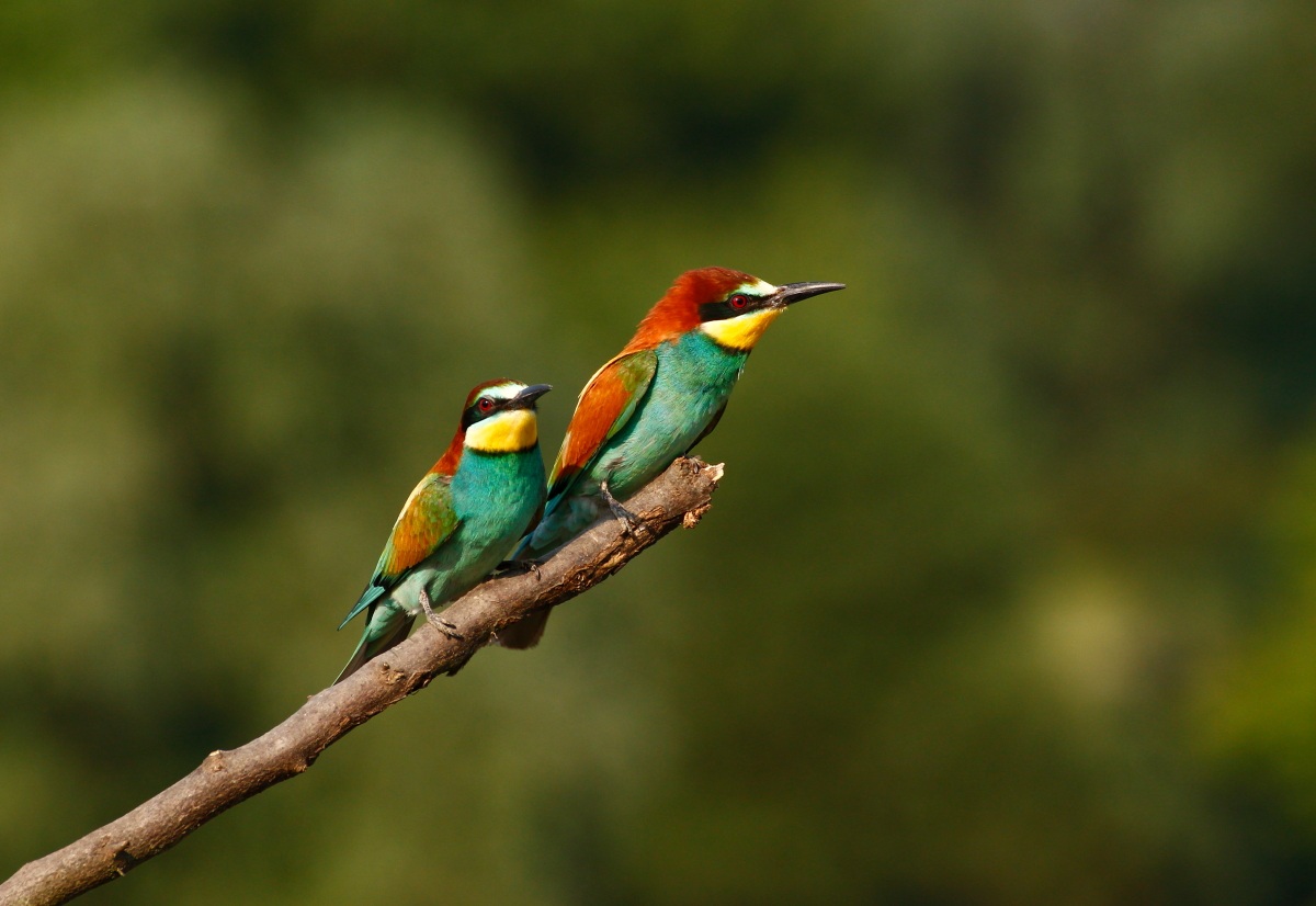 Bee-eaters