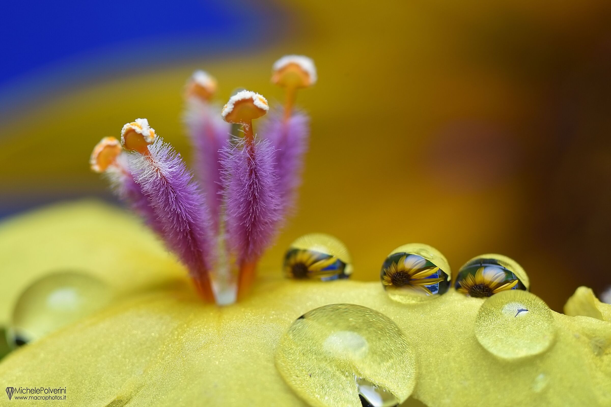 Drops and reflections on Verbascum nigrum 31 July 2022