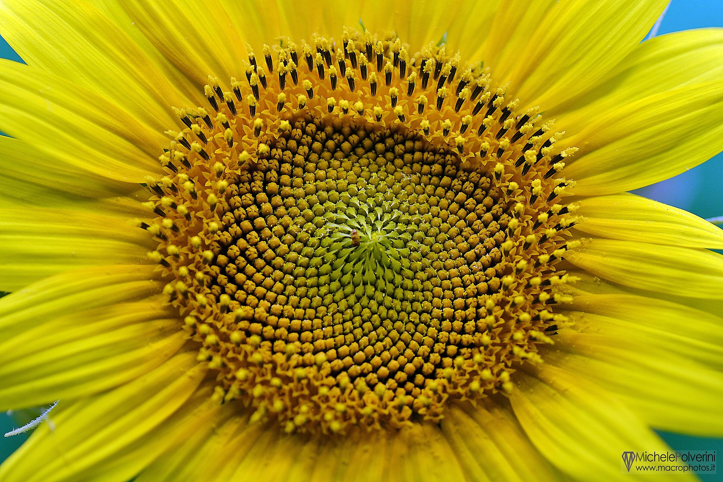 Helianthus Annuus July 4, 2022