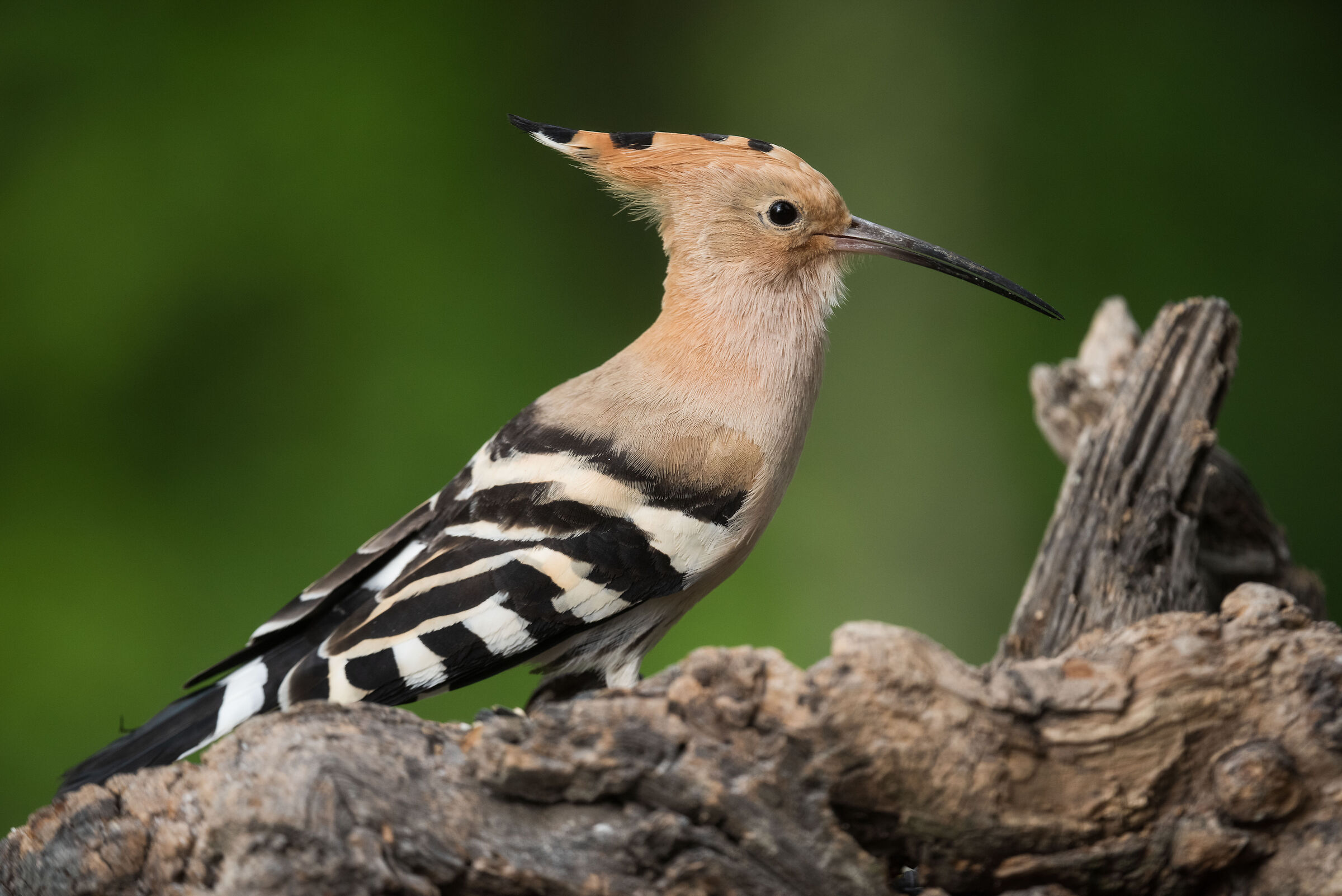 Hoopoe