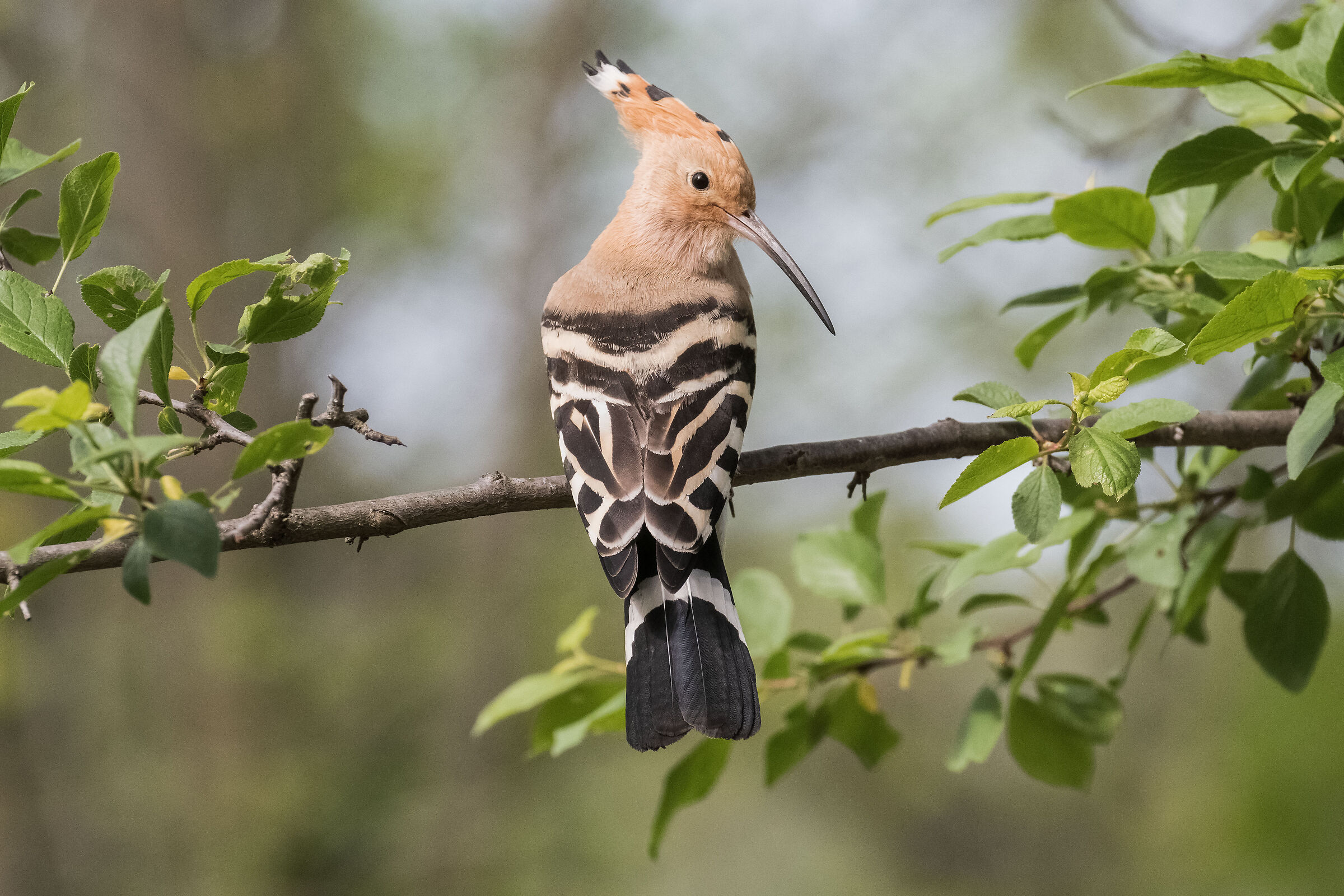 Hoopoe