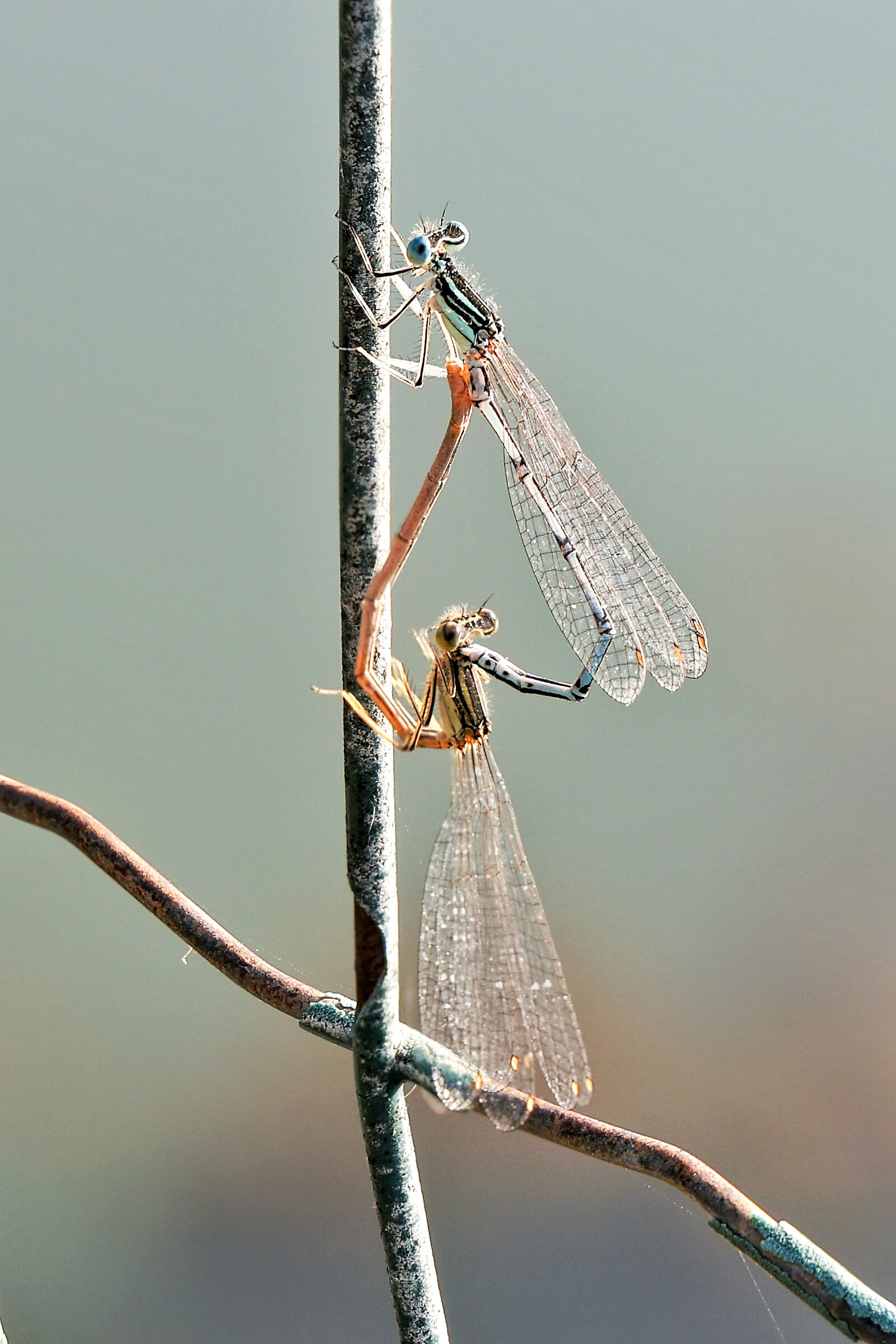 Platycnemis pennipes