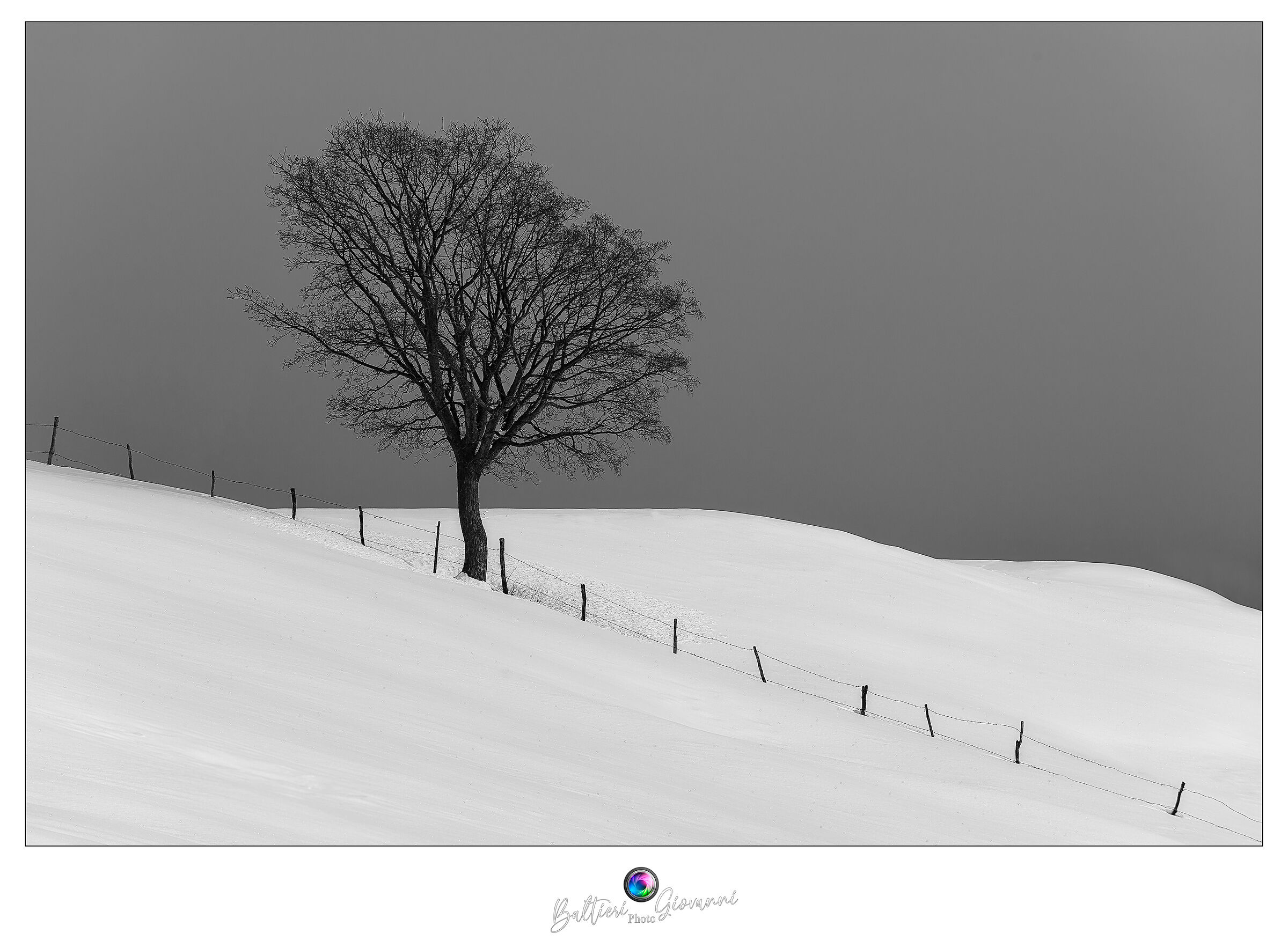Lonely Tree