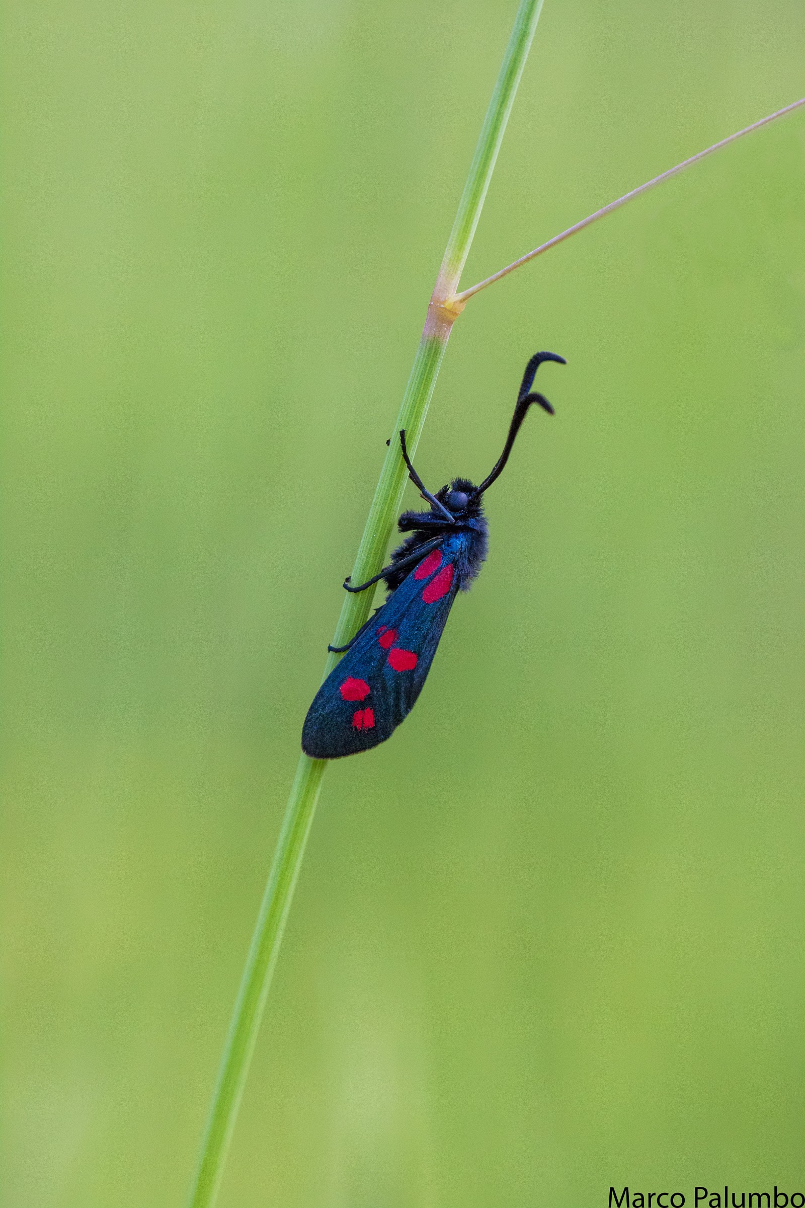 Zygaena