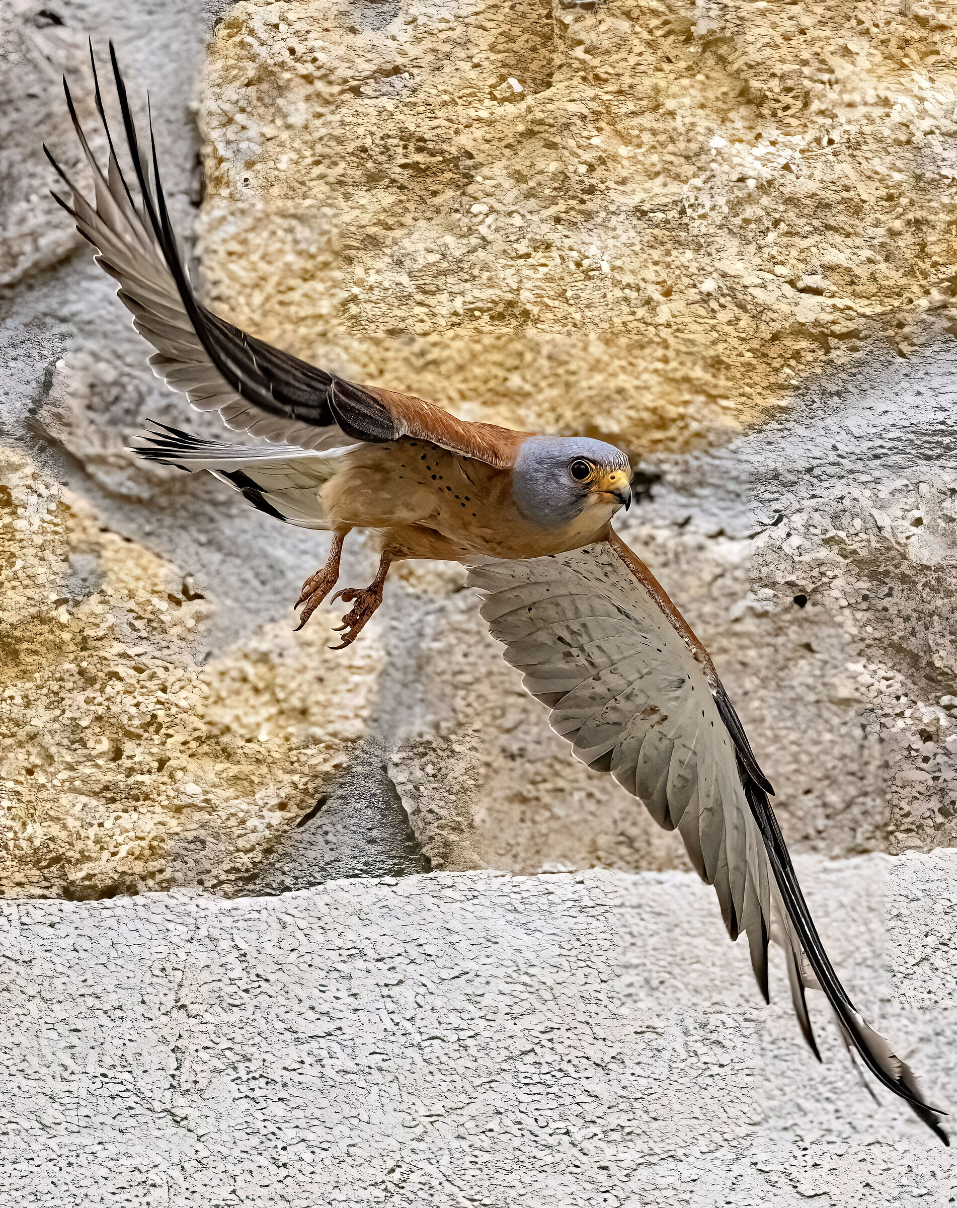 Maschio di Grillaio Naumanni in volo