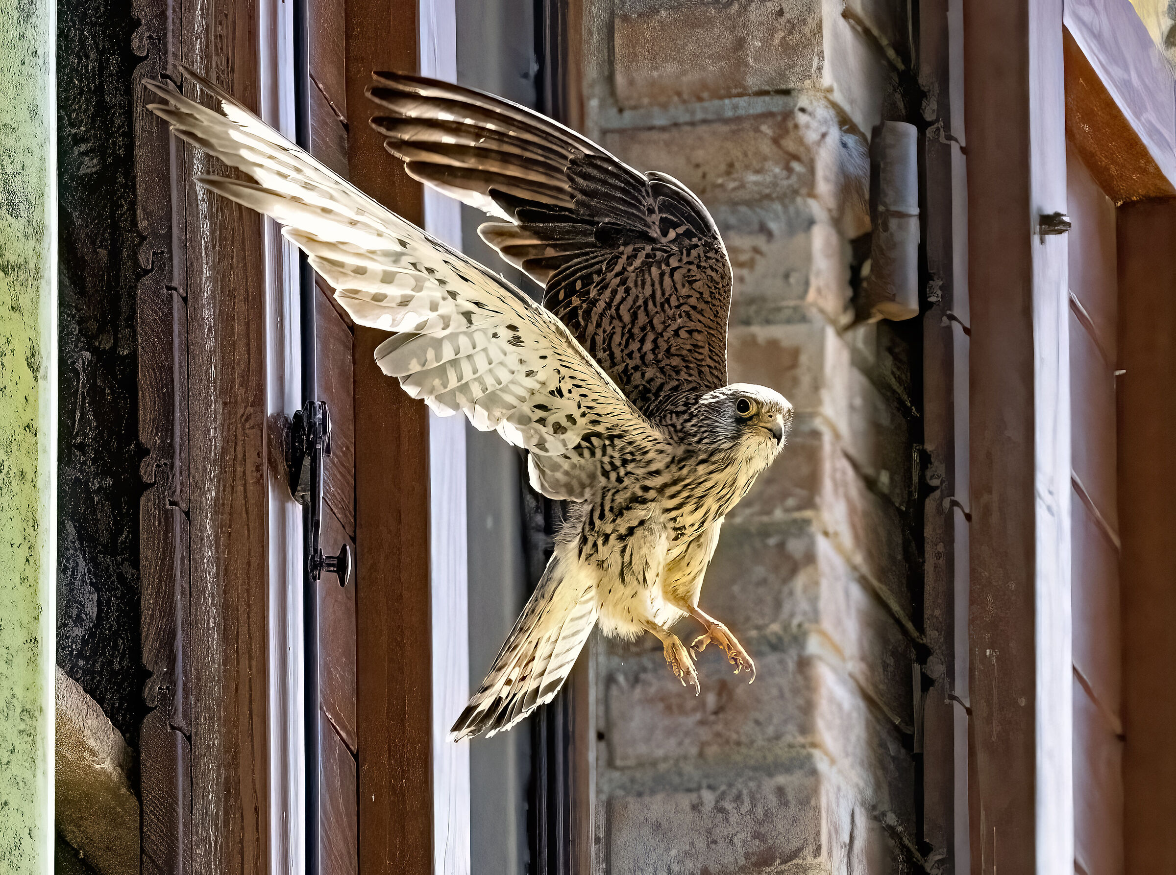 Femmmina di Grillaio Naumanni in volo