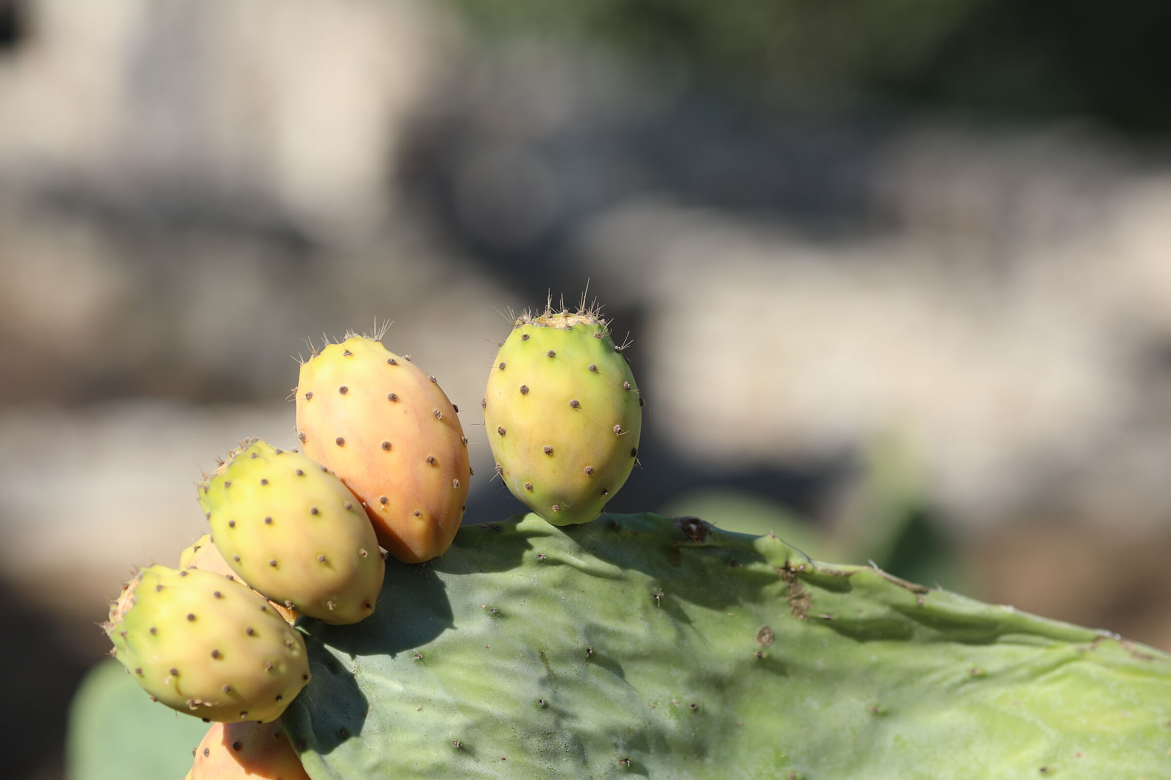 " Crop 189 ", Canon 5 D IV, 135 F. 2 L usm+ TC 1.4...