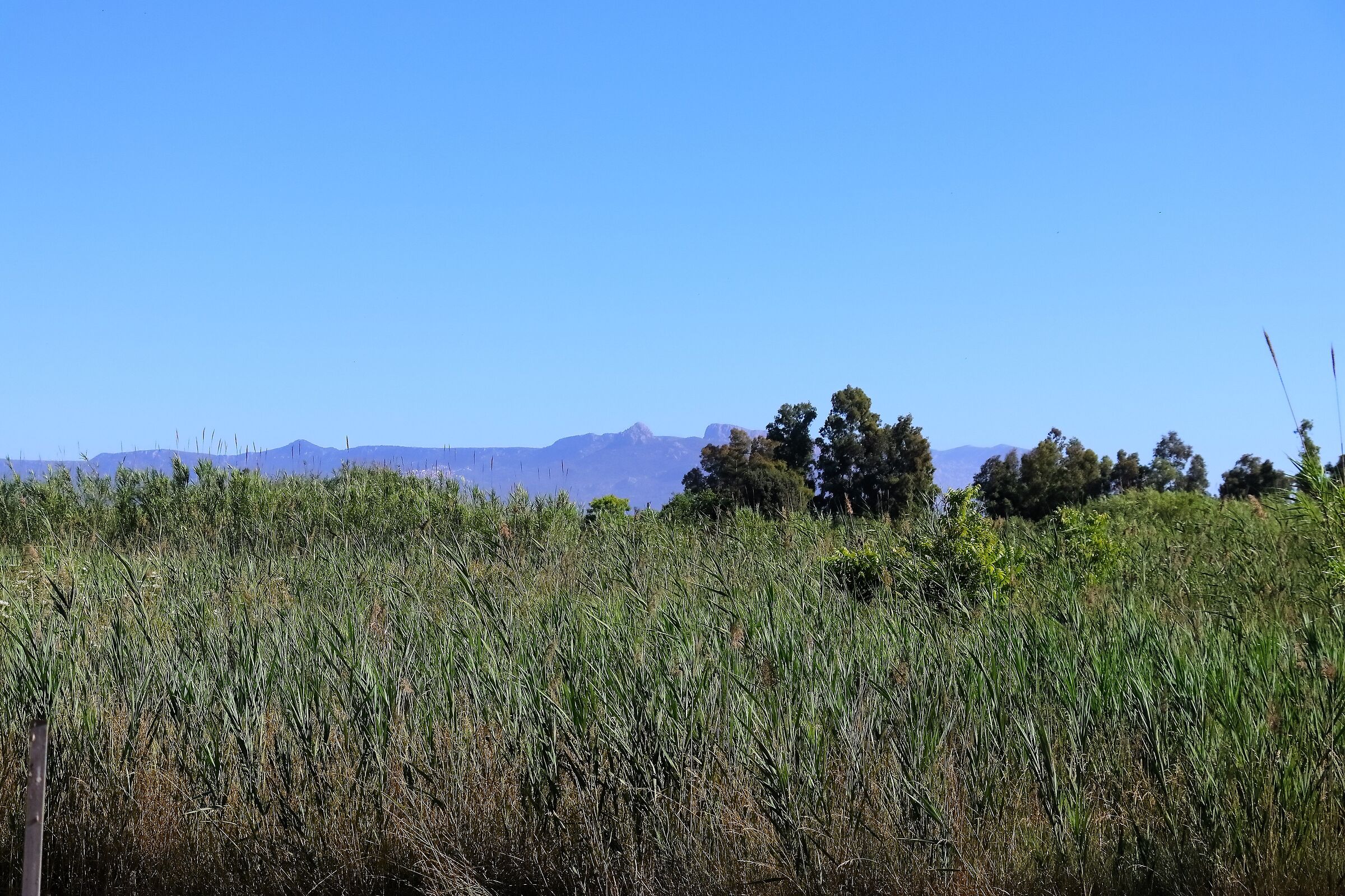 La palude 22-06-2024 - 1090