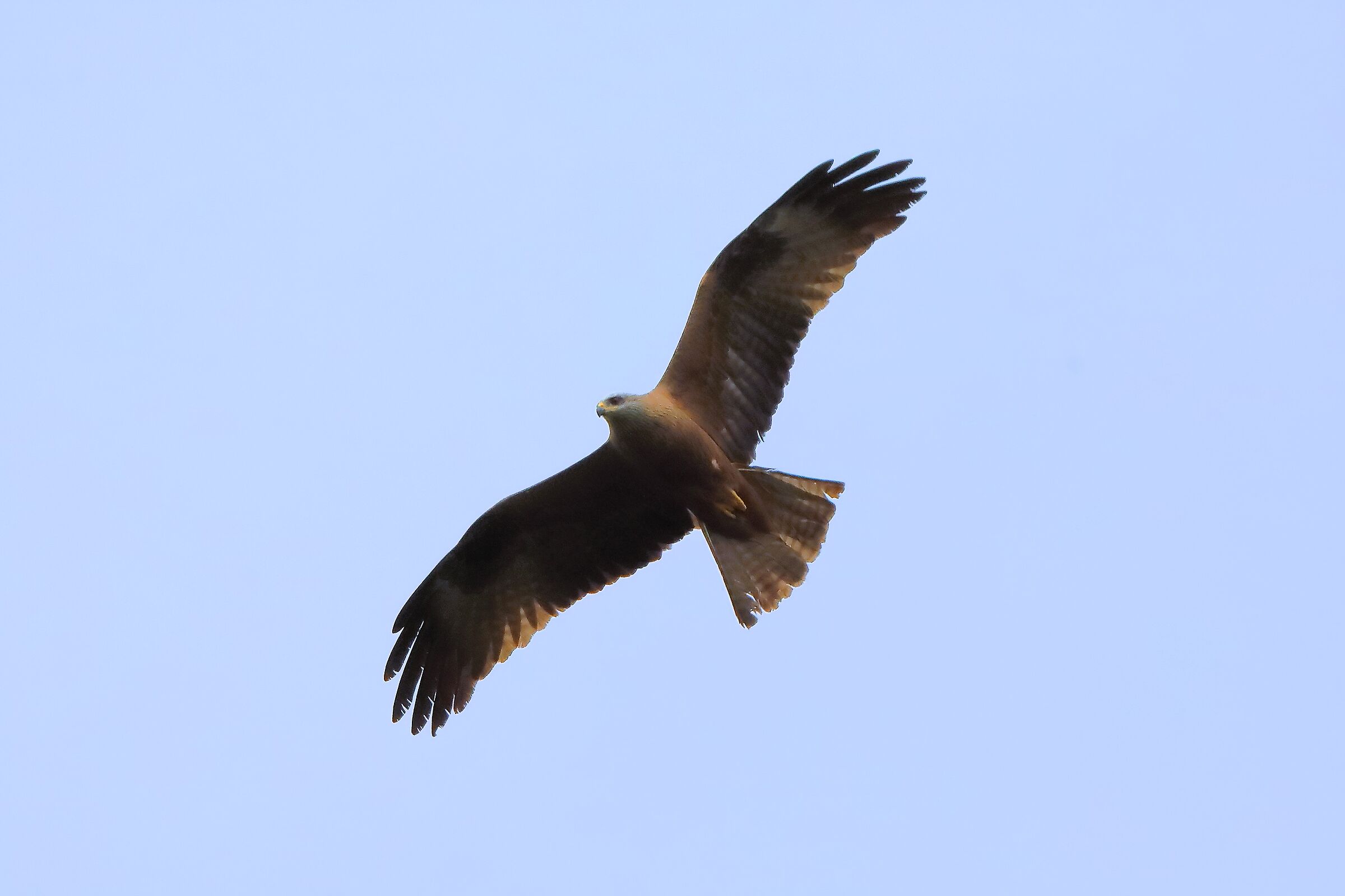 Nibbio bruno 07 aprile 2024 - 0262