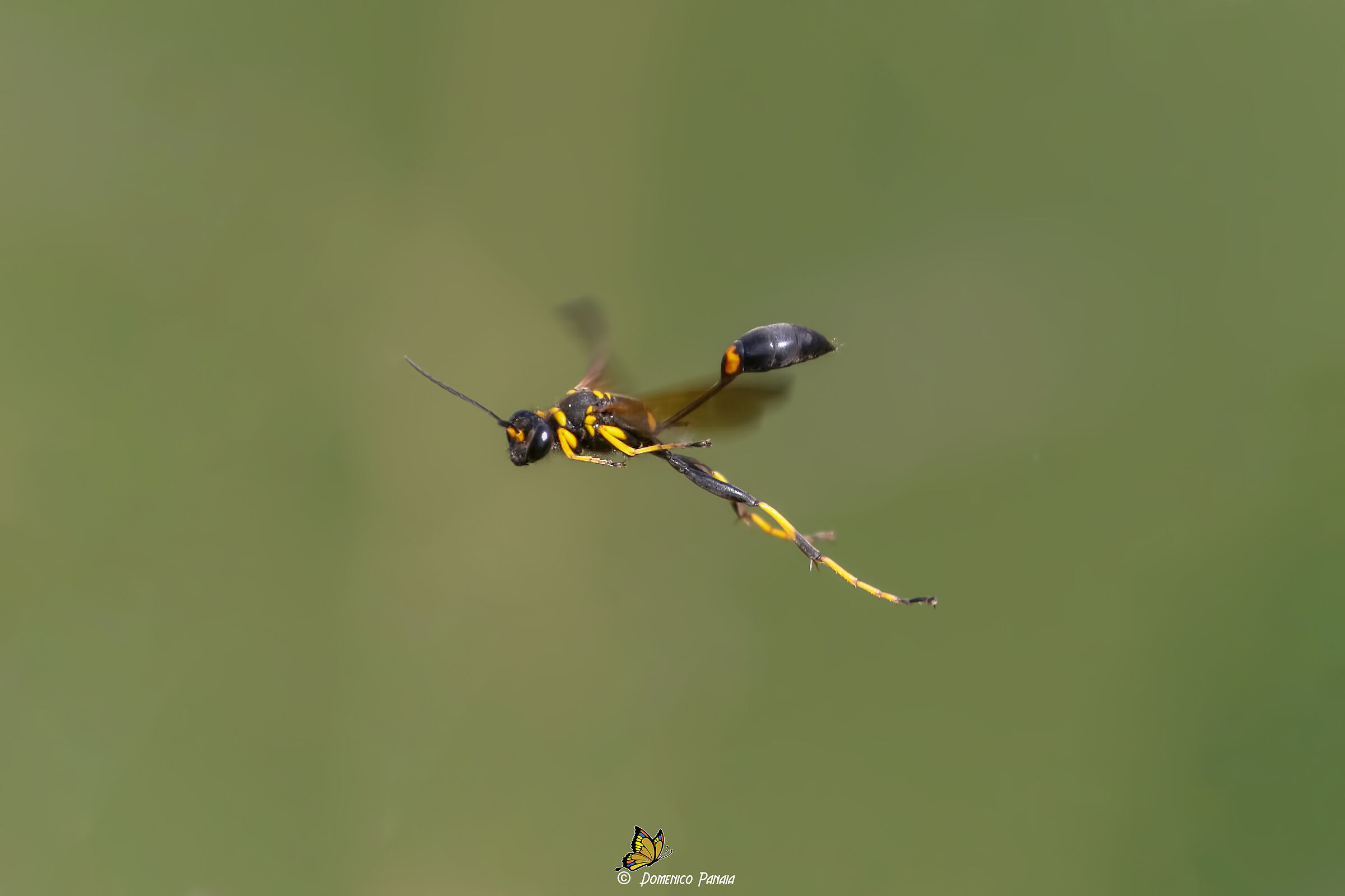 Wasp