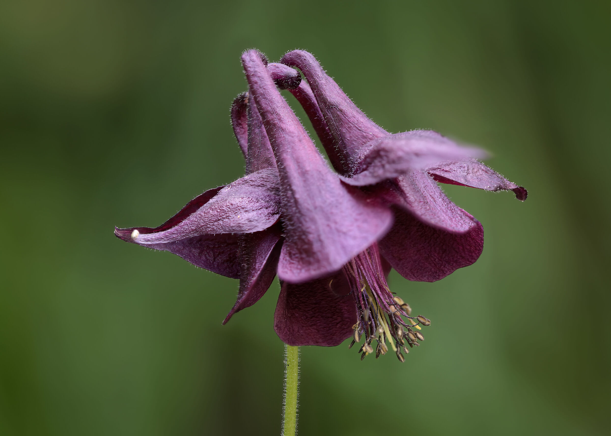 Aquilegia atrata