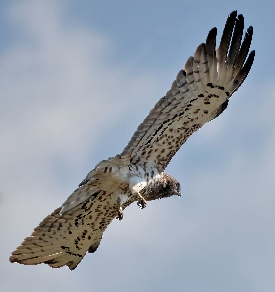 Biancone o Aquila dei serpenti (Circaetus gallicus)