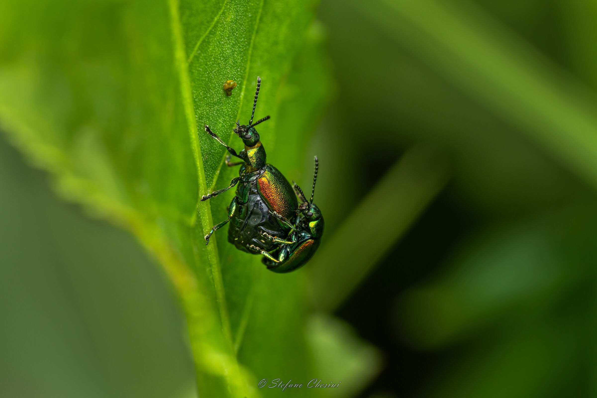 Gastrophysa viridula in love