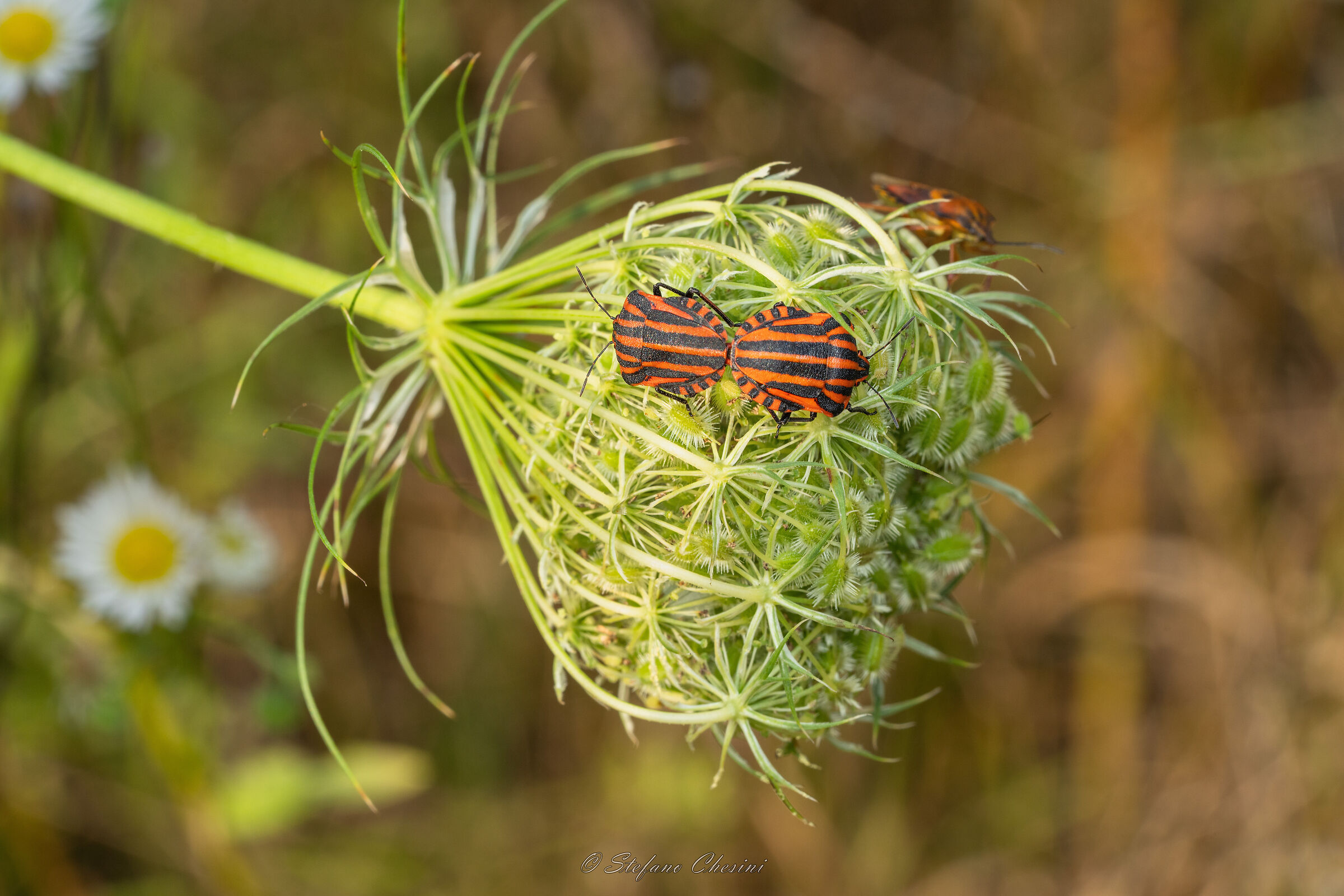 Graphosoma in love