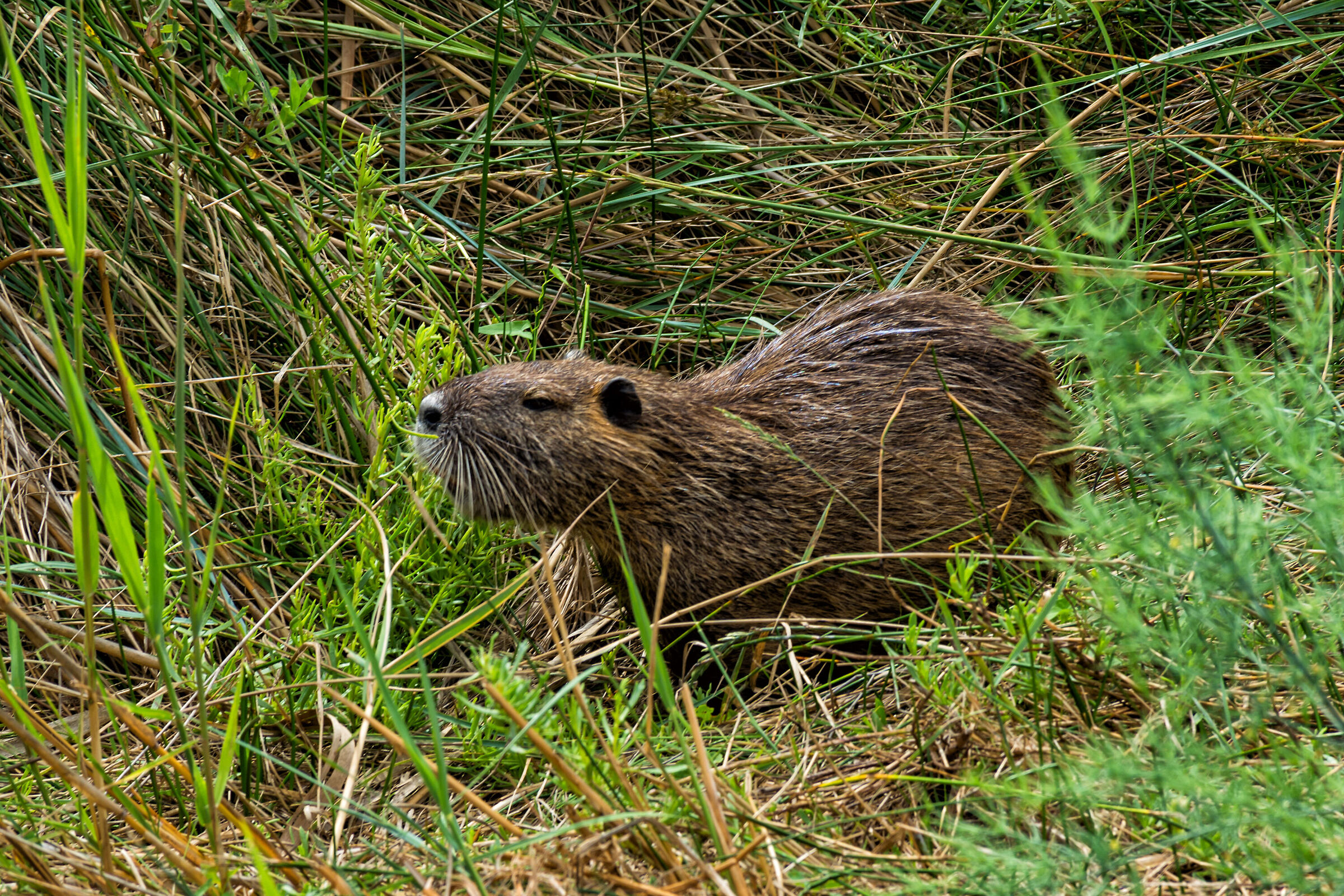 The nutria