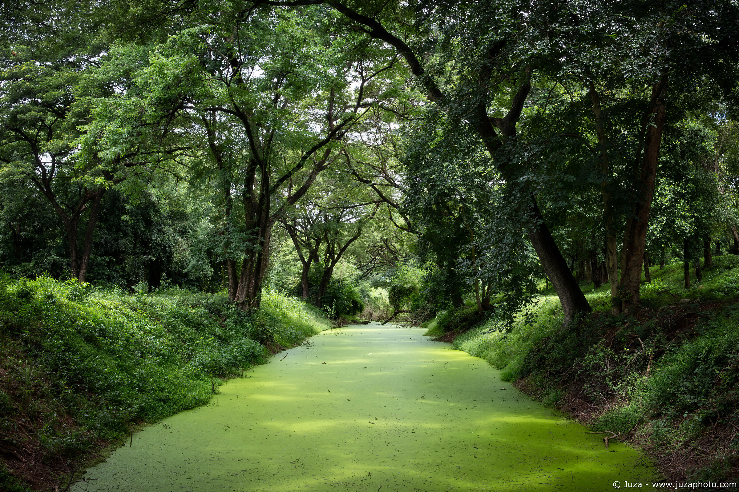 The Green River