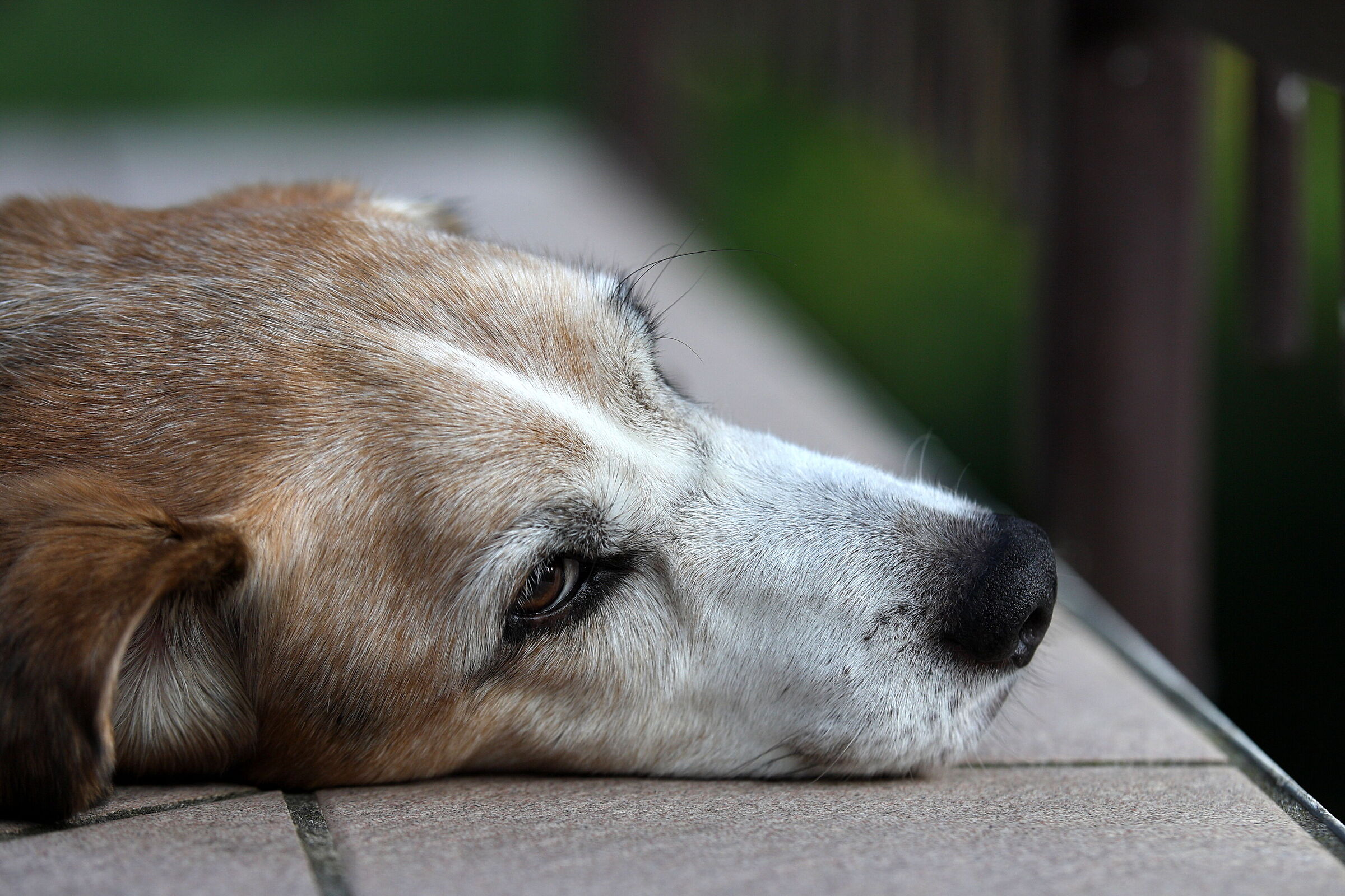 Mambo, my favorite "model" for 17 years.