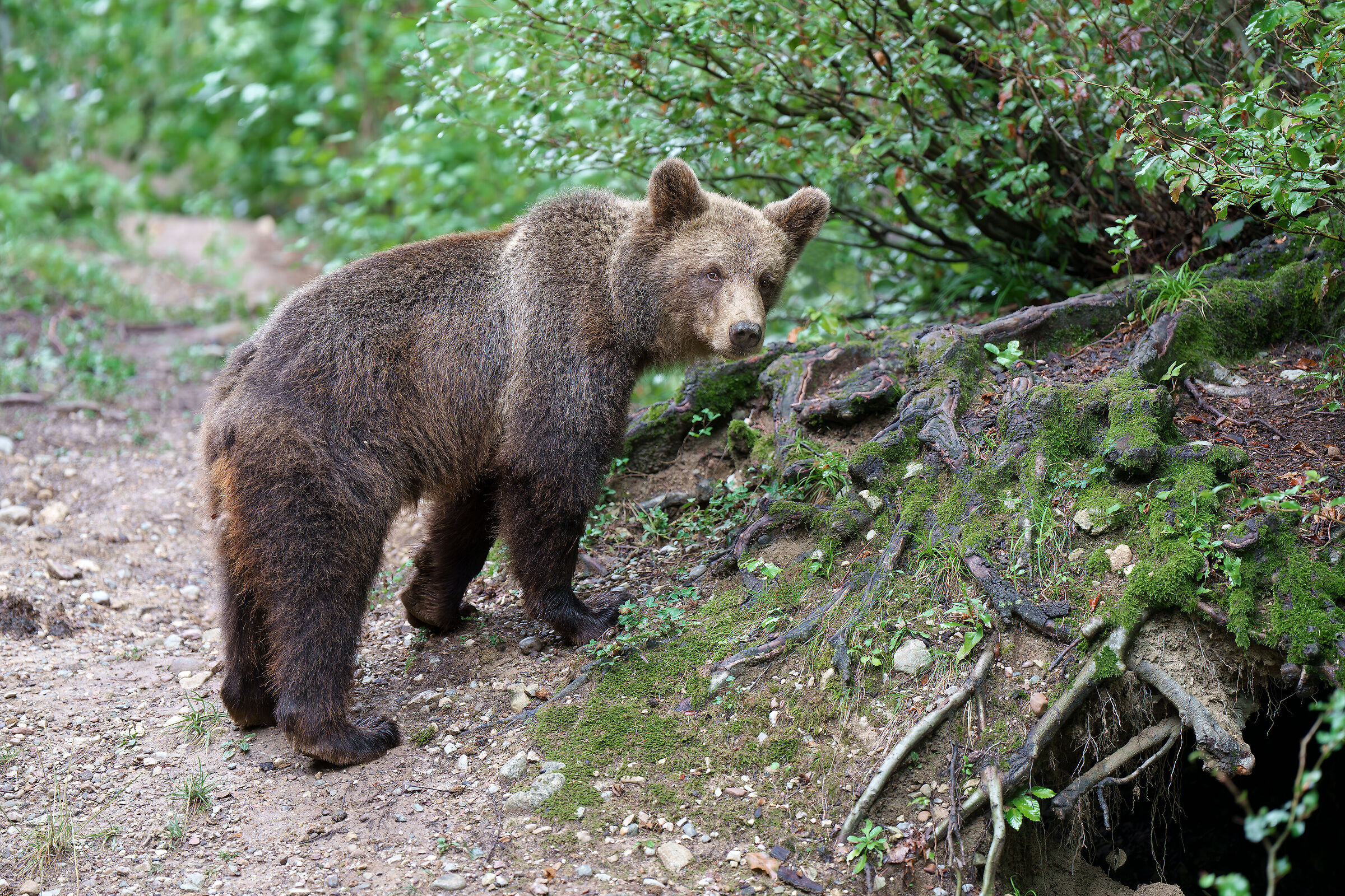 Brown Bear - Trentino Alto Adige