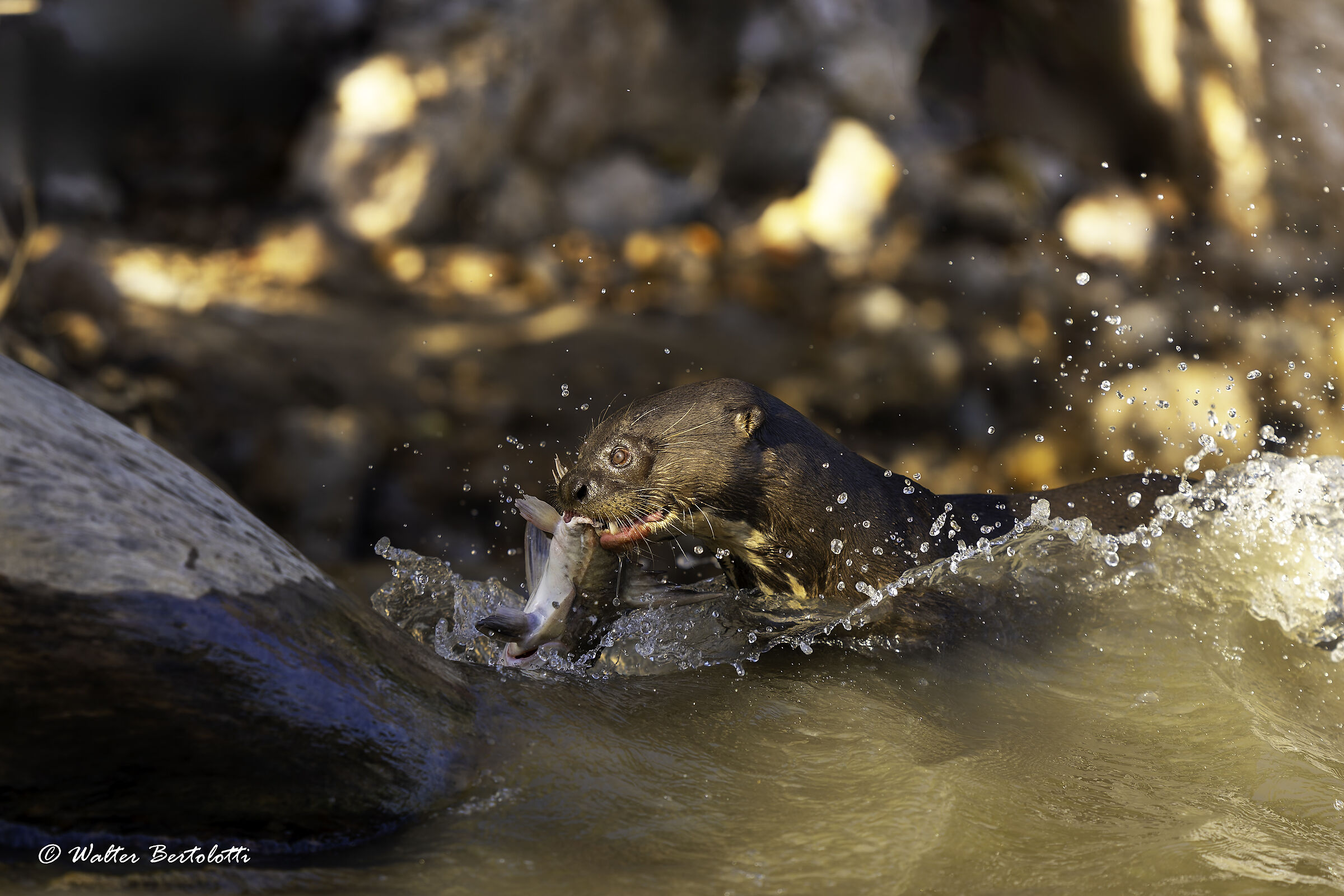 The Predator of the River