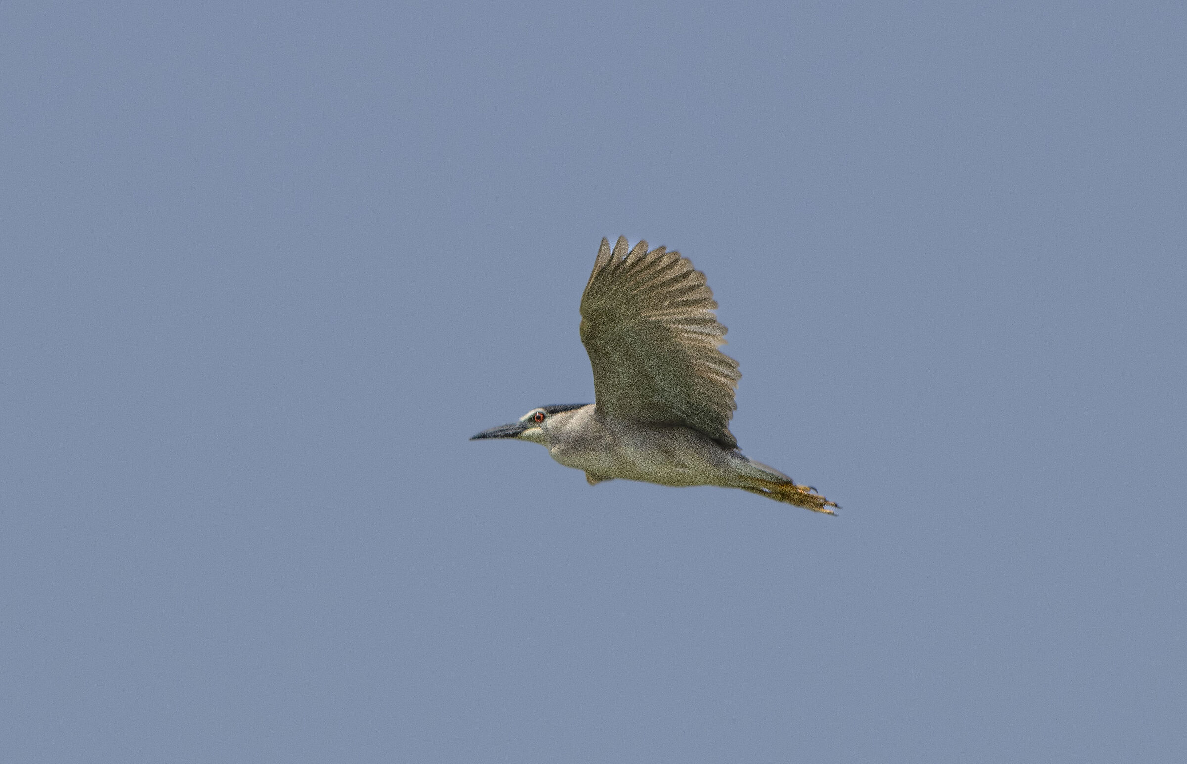 Night Heron in flight!