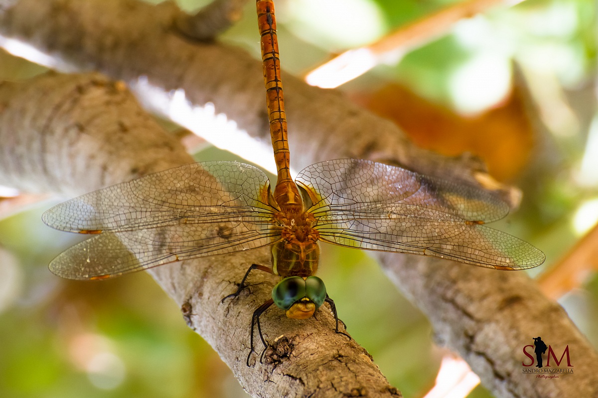 The dragonfly laughing!
