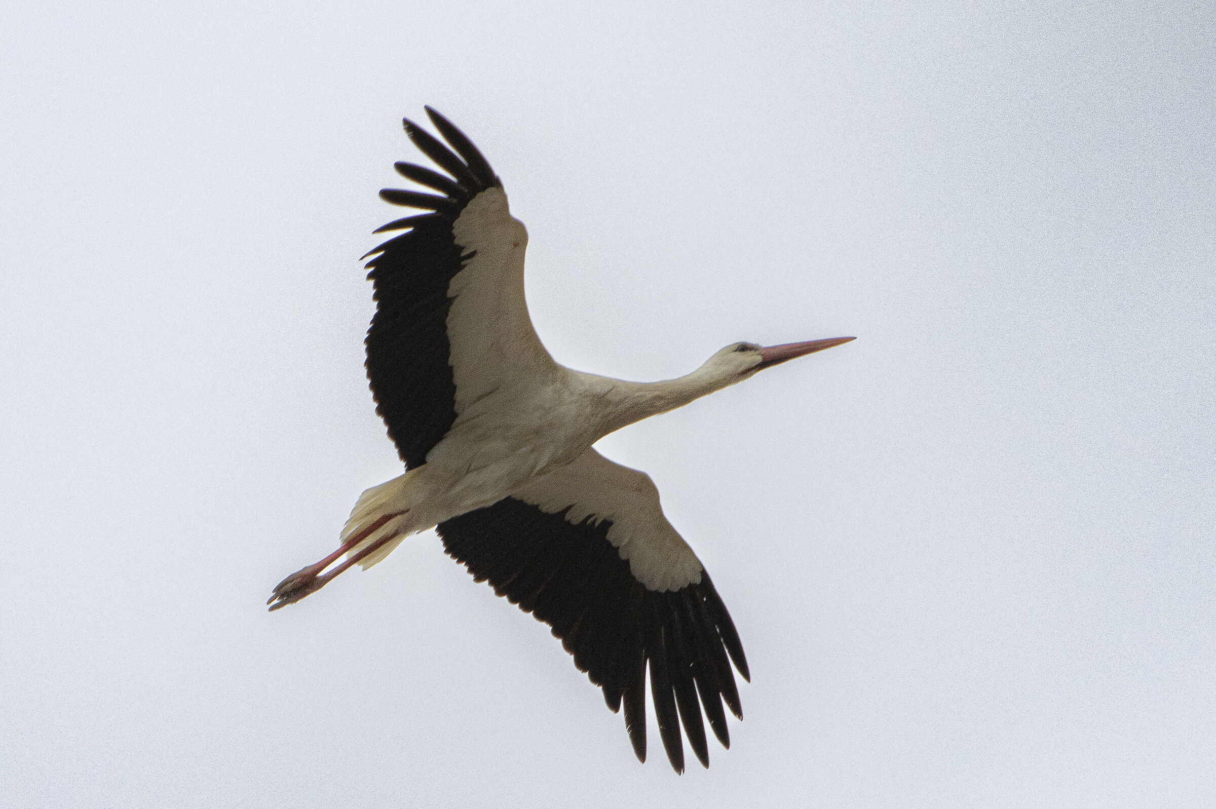 White stork in flight!