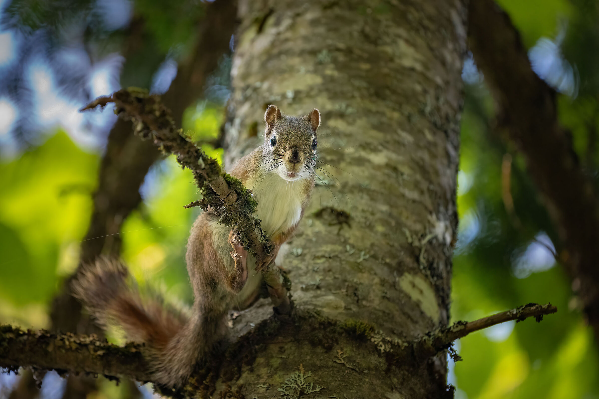 Sciurus Carolinensis